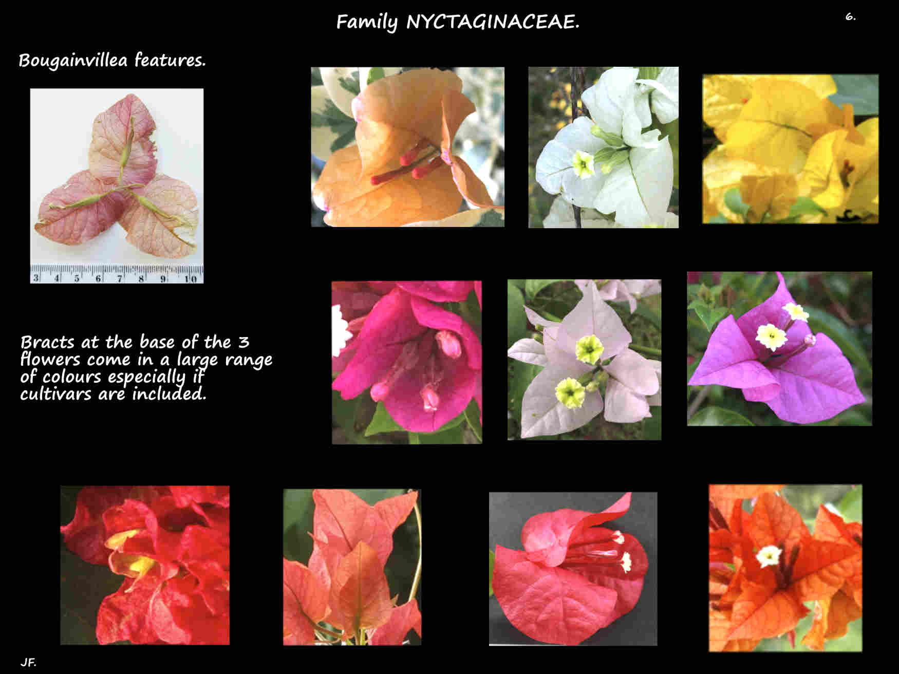 6 Colours of Bougainvillea bracts
