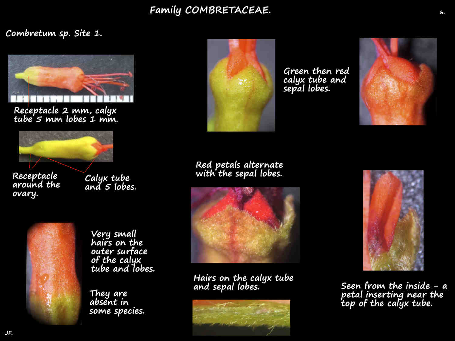 6 Combretum receptacle, calyx tube & petals
