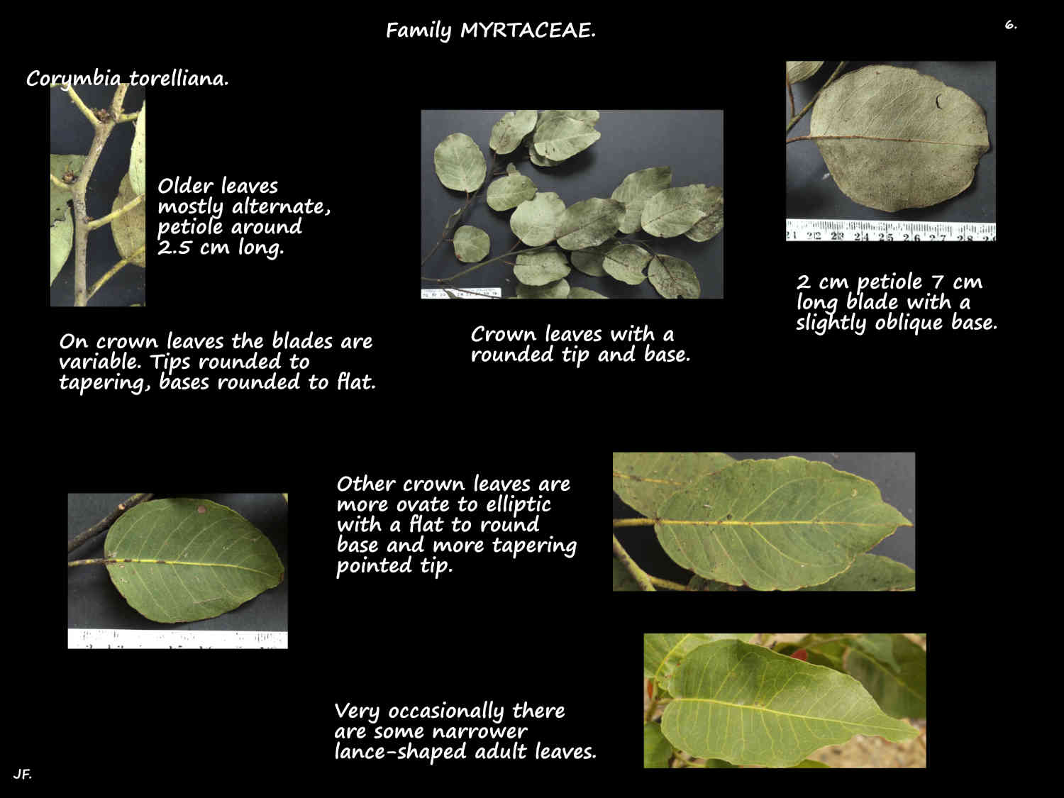 6 Corymbia torelliana crown leaves