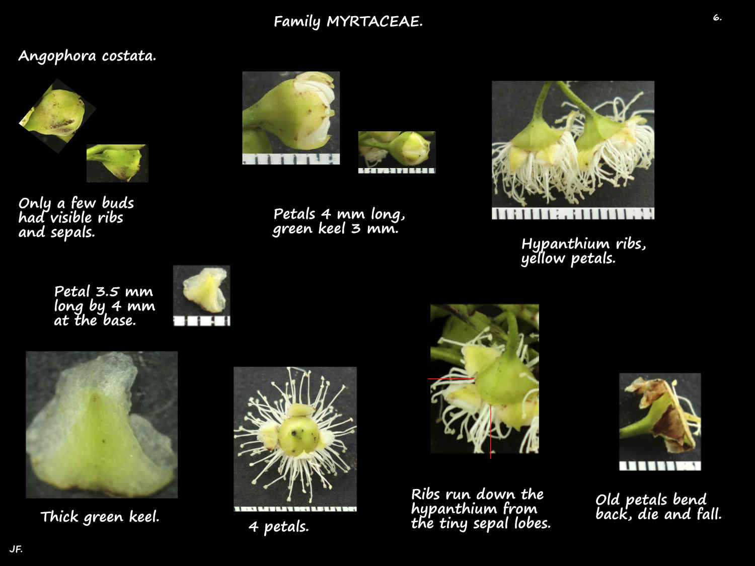 6 Cream Angophora costata flowers
