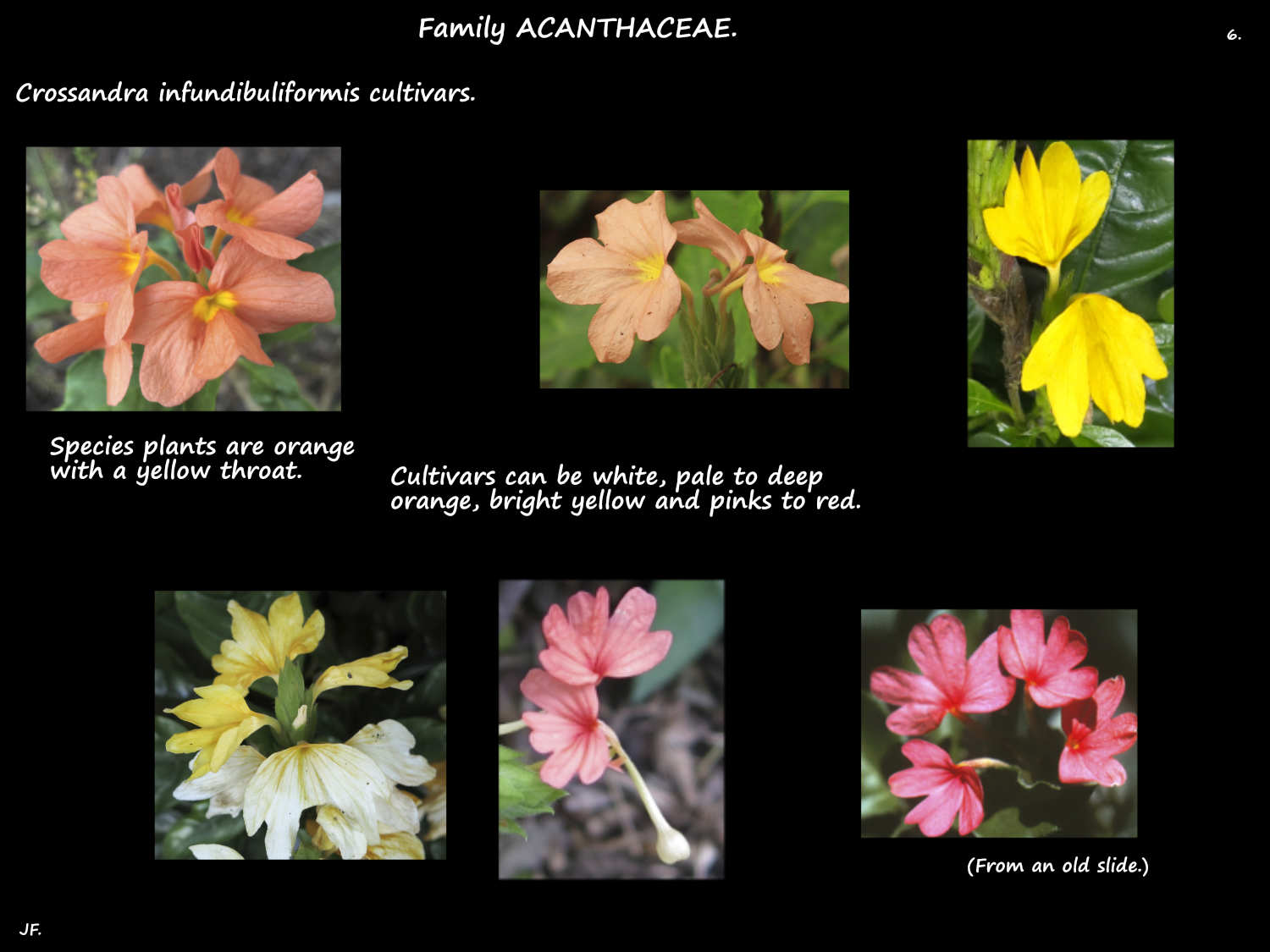 6 Crossandra flower colours