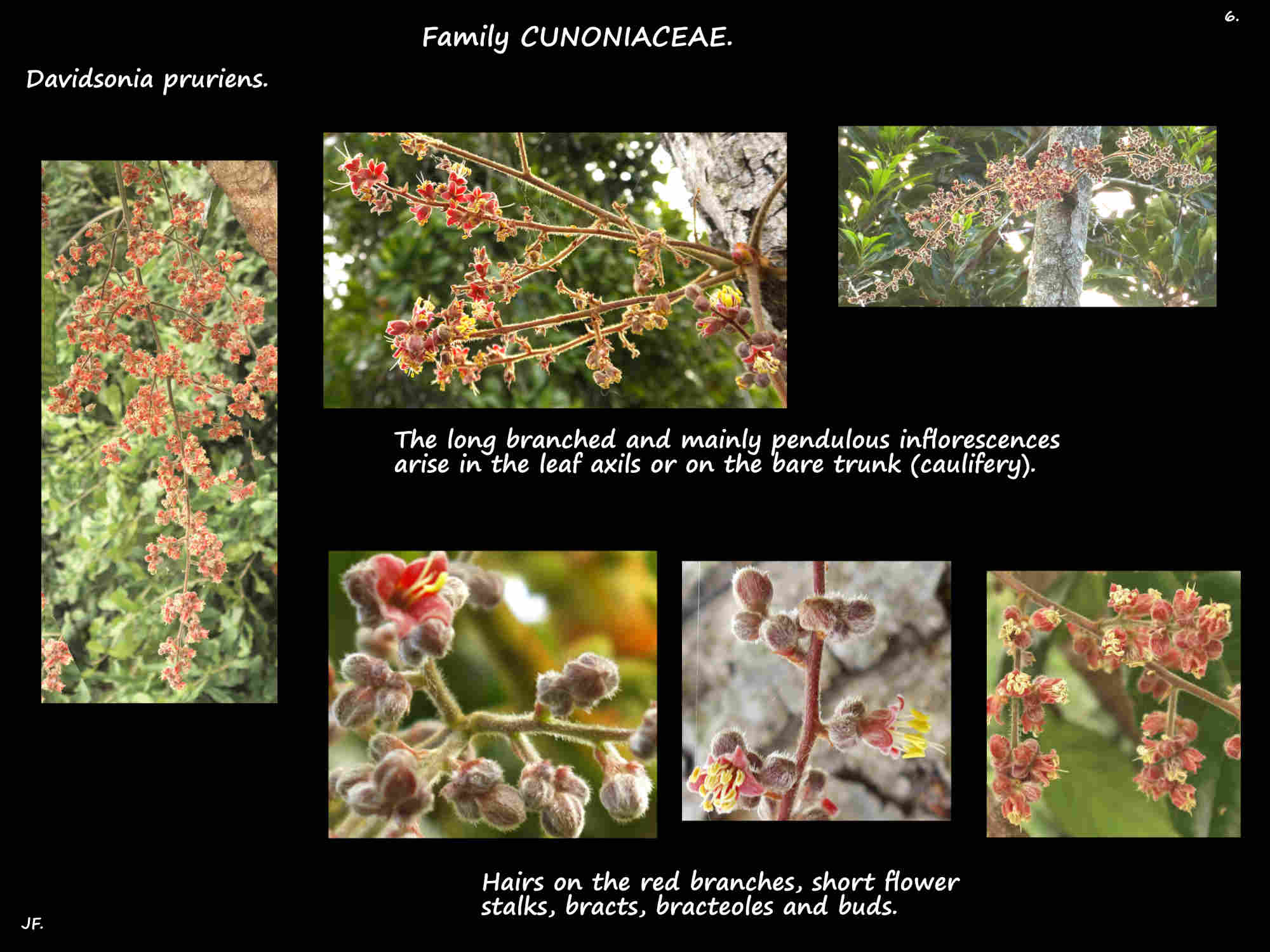 6 Davidsonia pruriens inflorescences