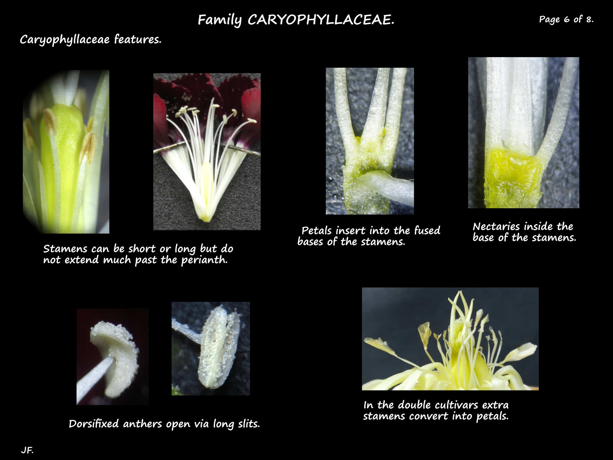 6 Dianthus stamens & nectaries