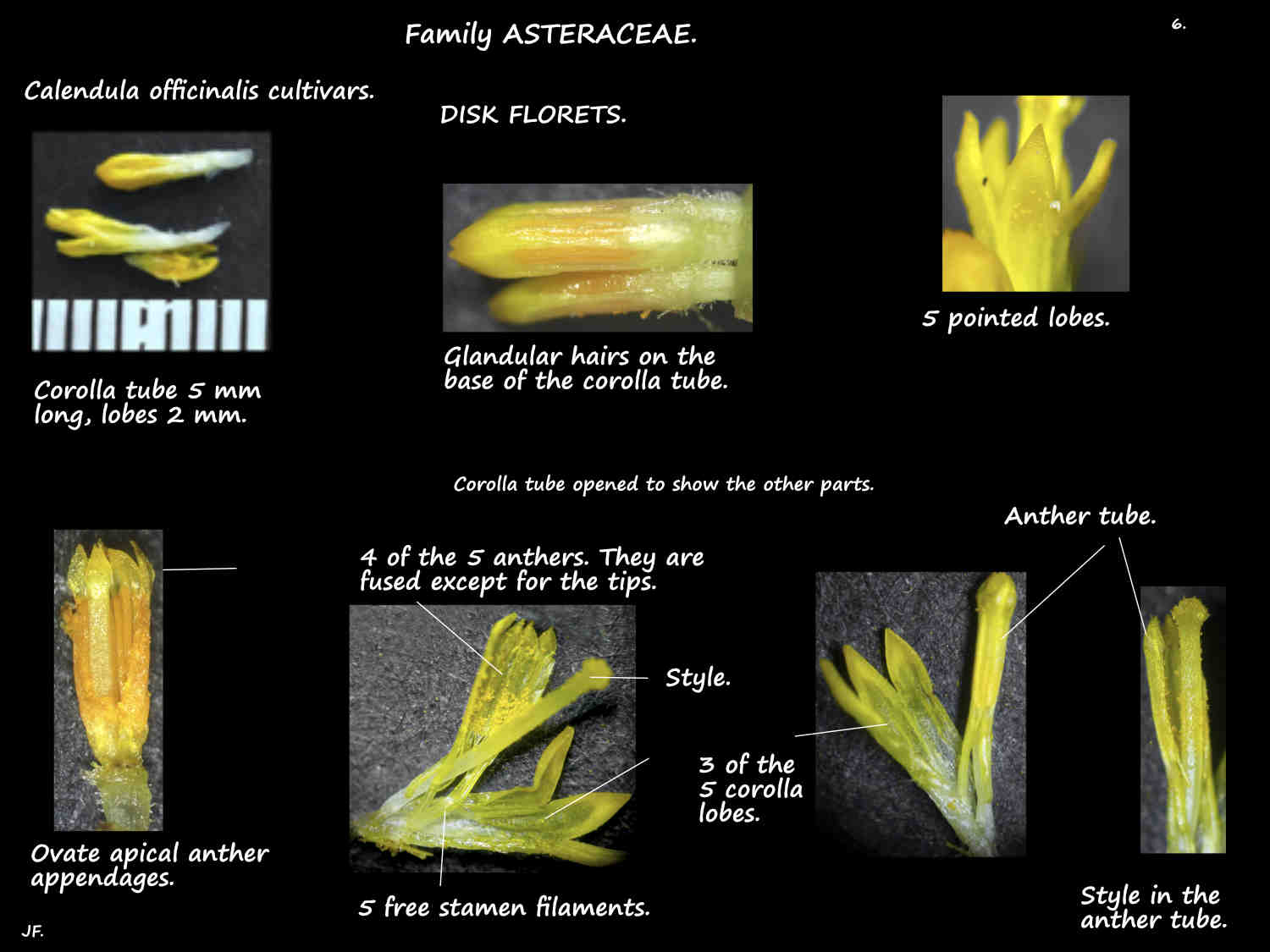 6 Disk florets of Calendula officinalis cultivars