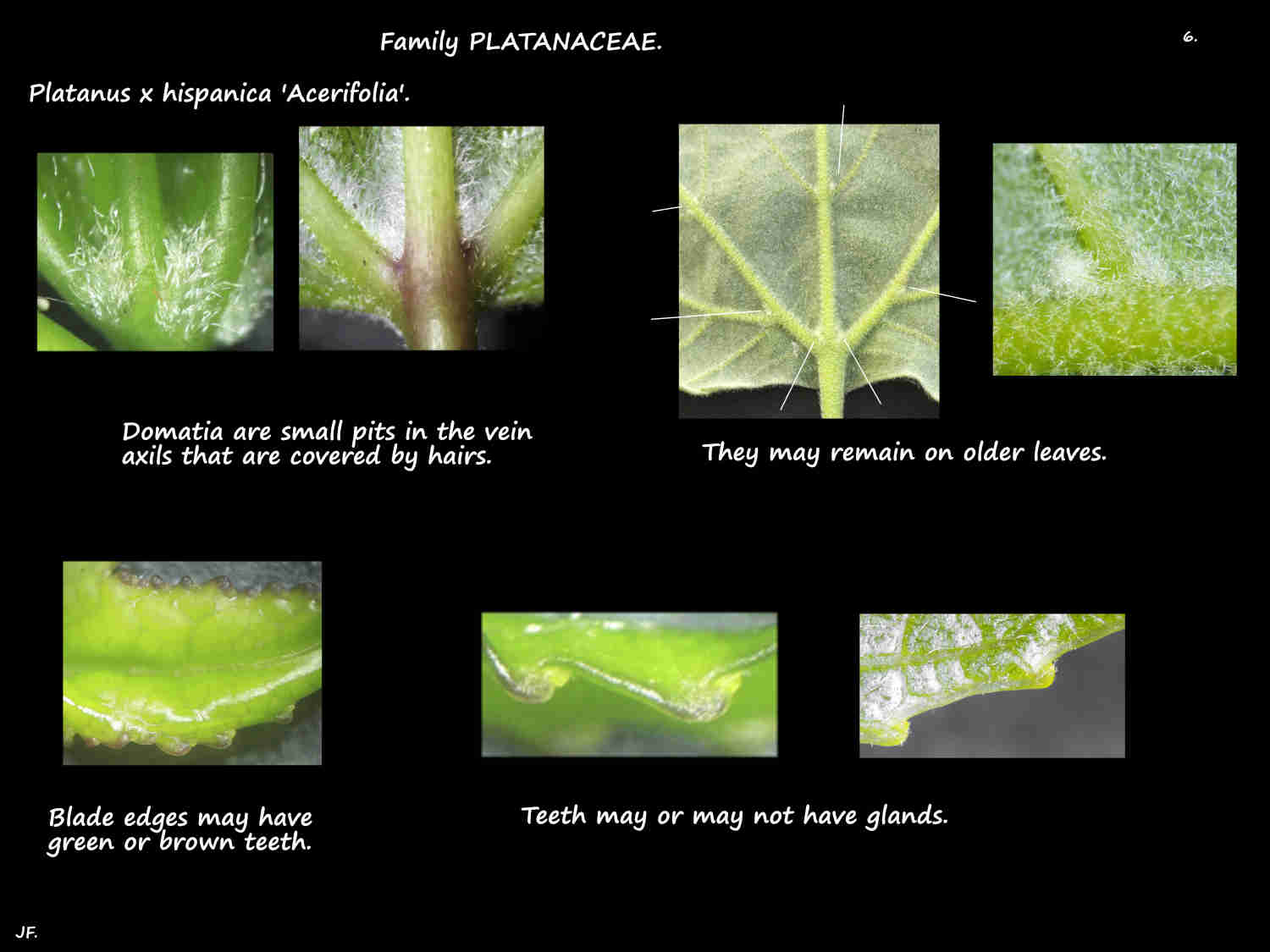 6 Domatia & teeth on Platanus x hispanica leaves