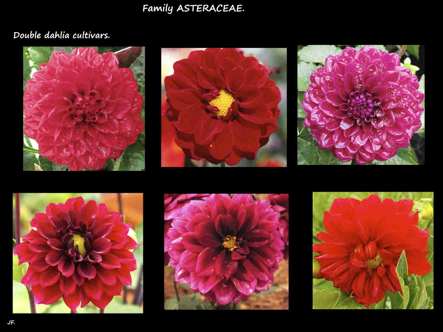 6 Double Dahlia cultivars 3