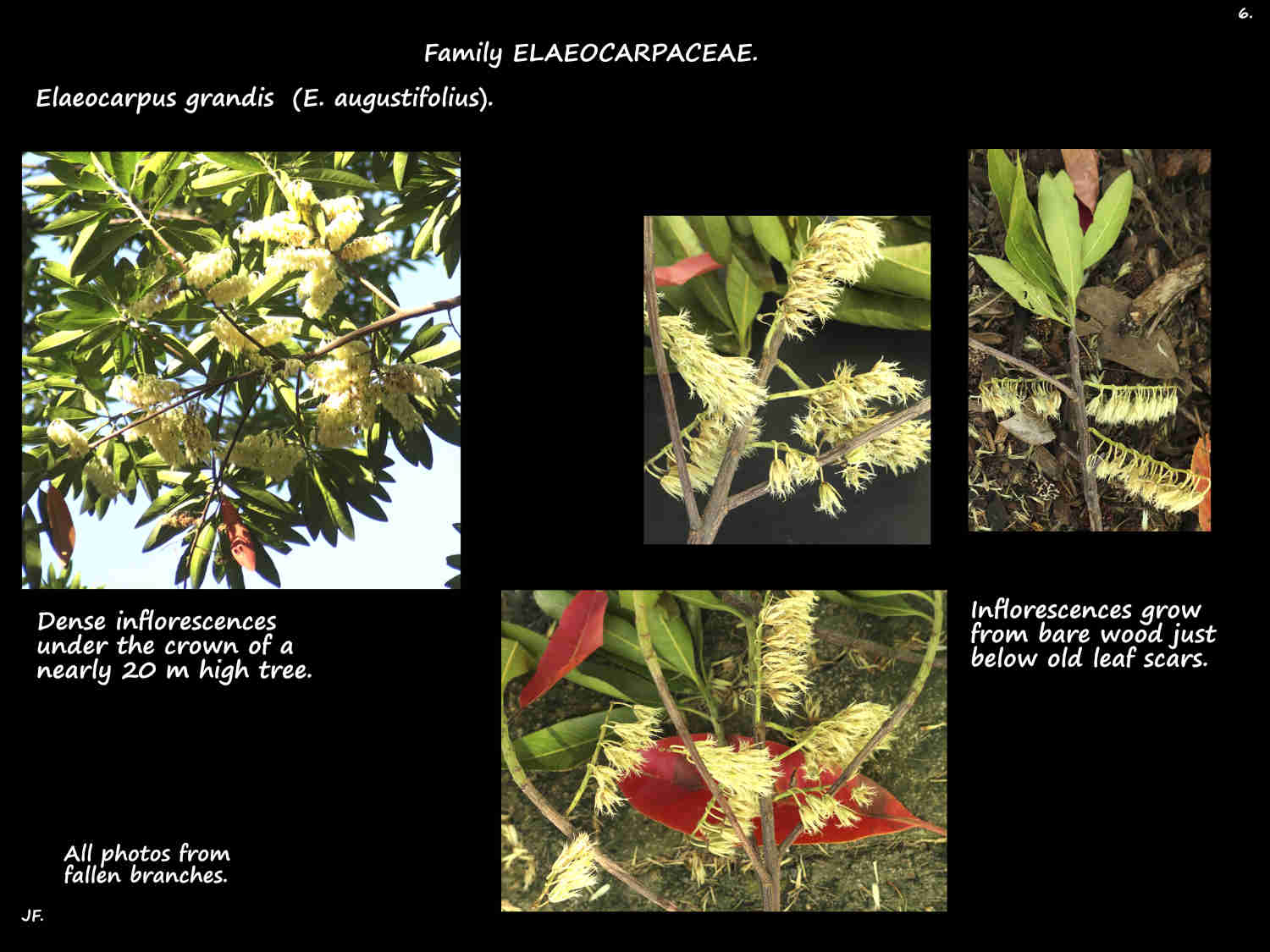6 Elaeocarpus grandis inflorescences