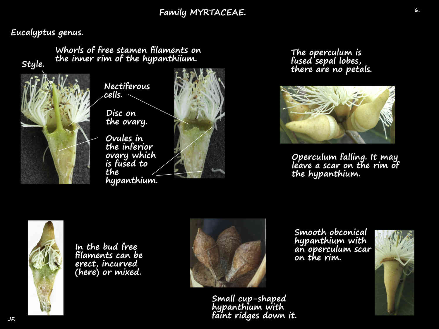 6 Eucalyptus hypanthium