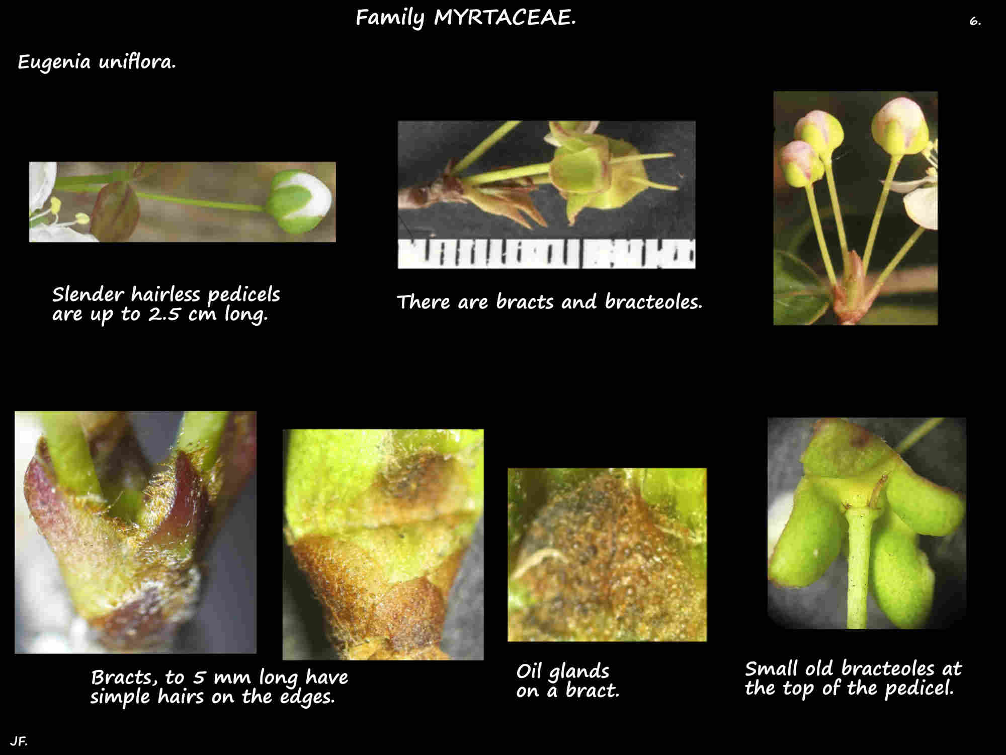 6 Eugenia uniflora bracts & bracteoles