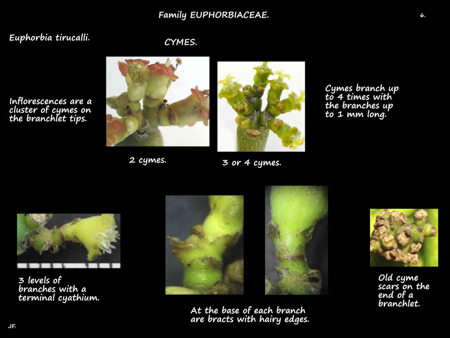 6 Euphorbia tirucalli cymes