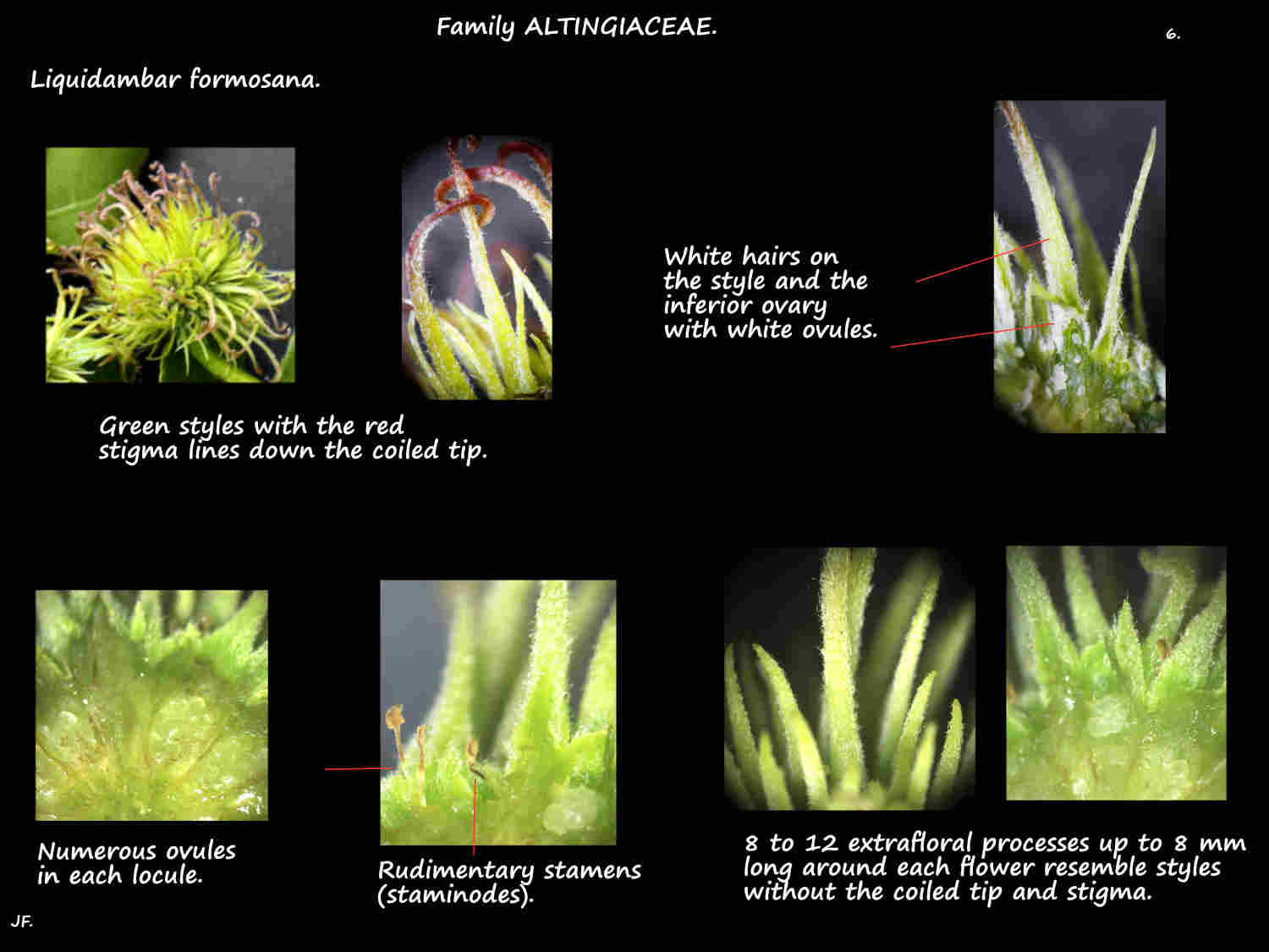 6 Female Liquidambar formosana flowers