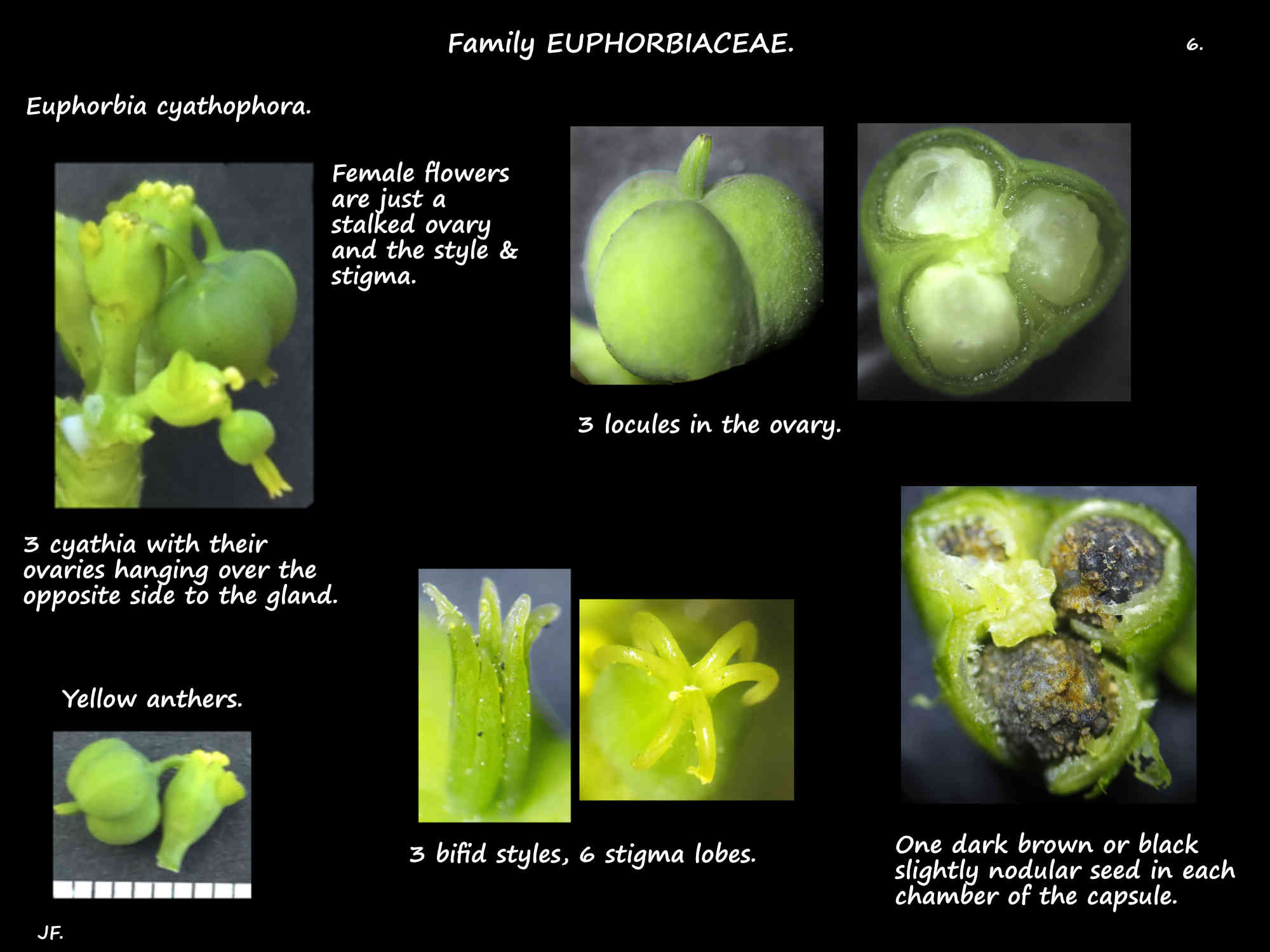 6 Female flowers & the seeds of Euphorbia cyathophora