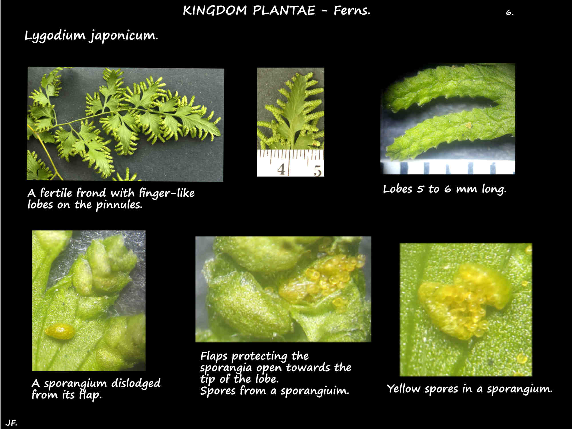 6 Fertile pinnae, sporangia & spores of Lygodium japonicum