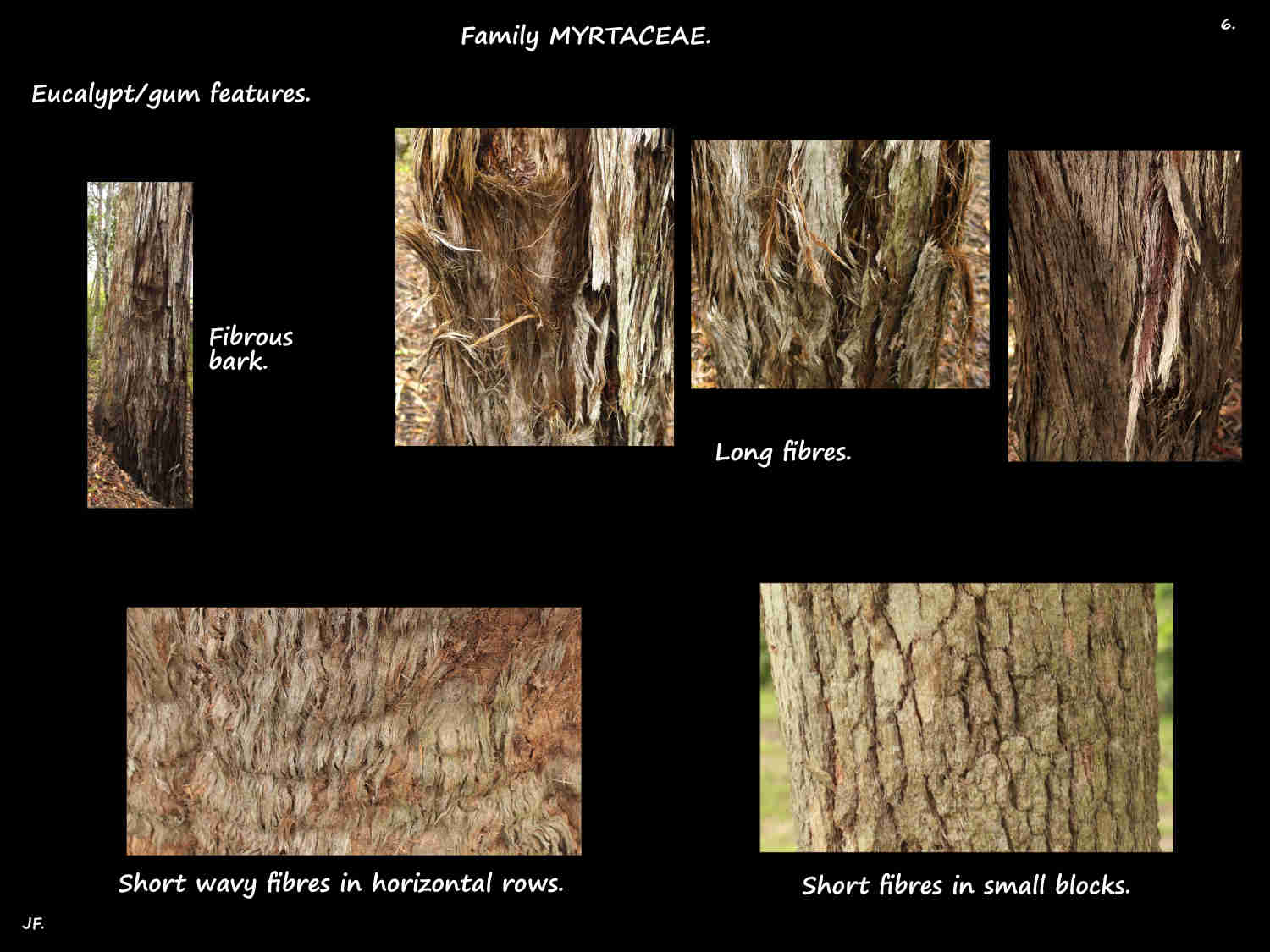 6 Fibrous eucalypt bark