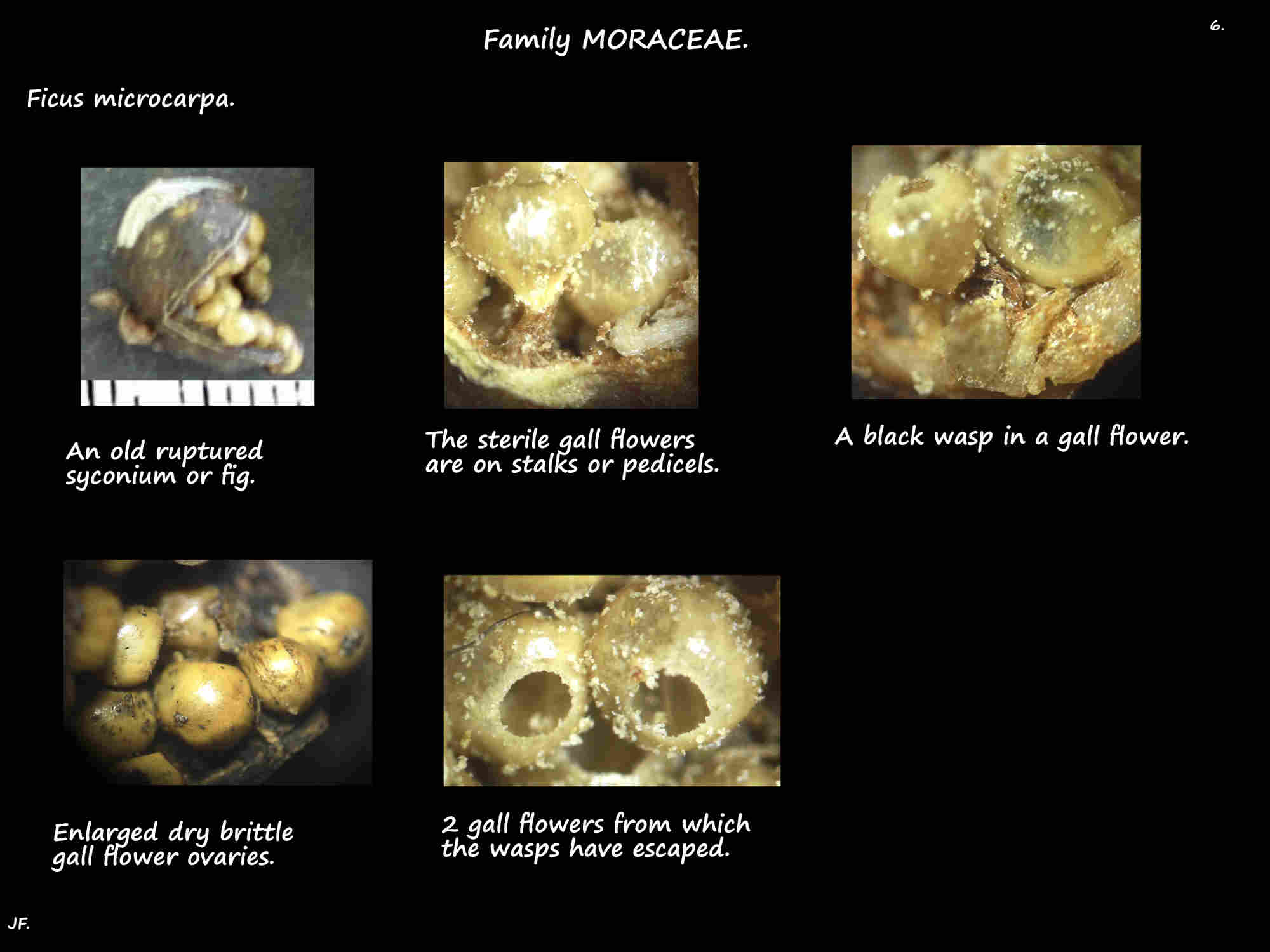 6 Ficus microcarpa gall flowers