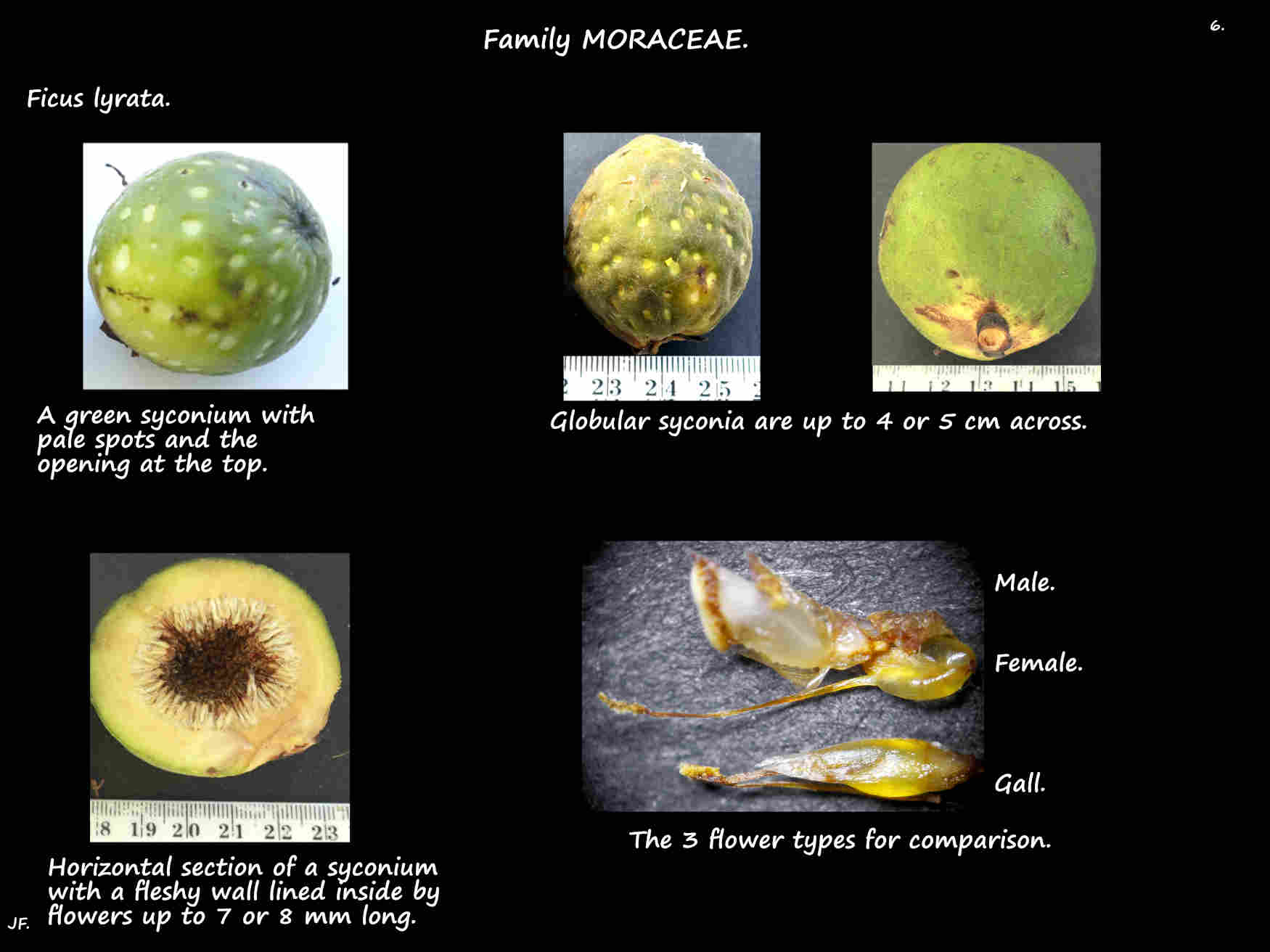 6 Flower types in a Ficus lyrata syconium