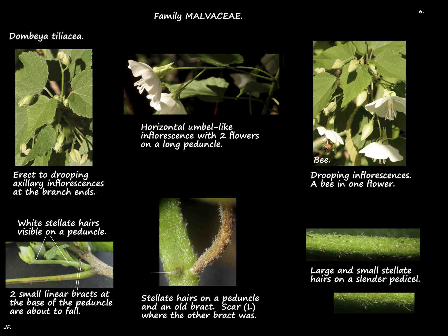 6 Forest Dombeya inflorescences