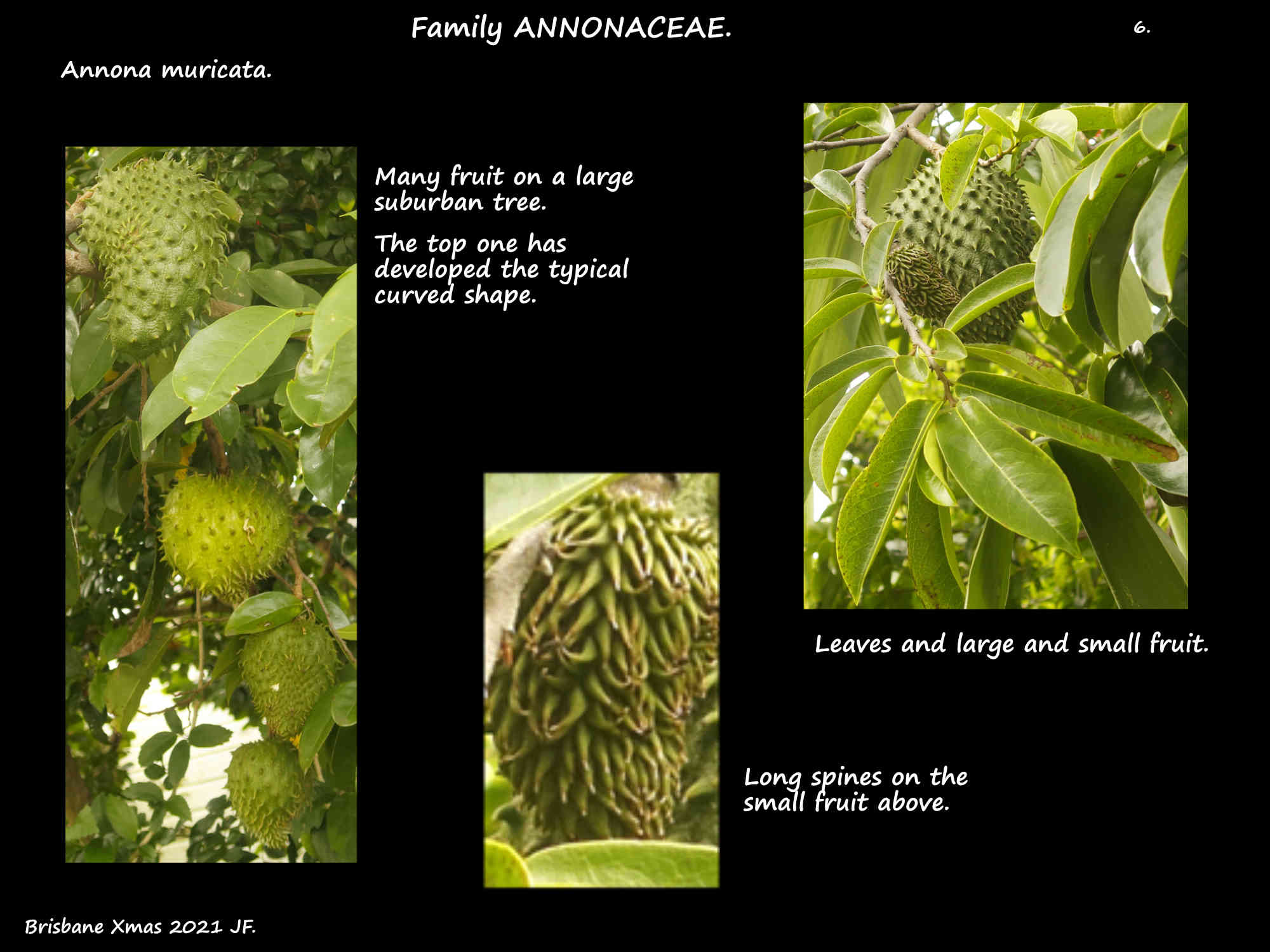 6 Fruit on a large Annona muricata tree