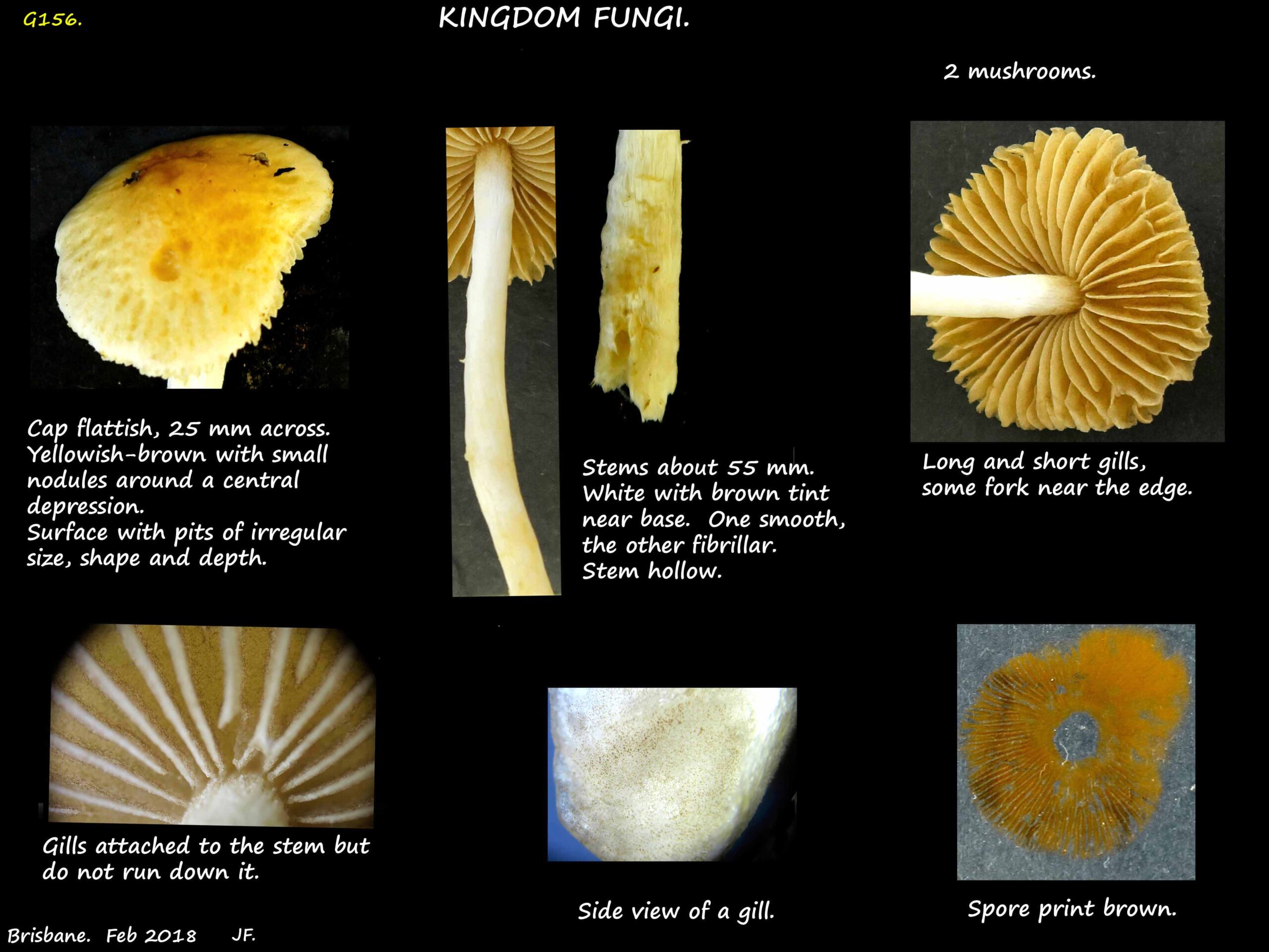 6 Gilled specimen 6