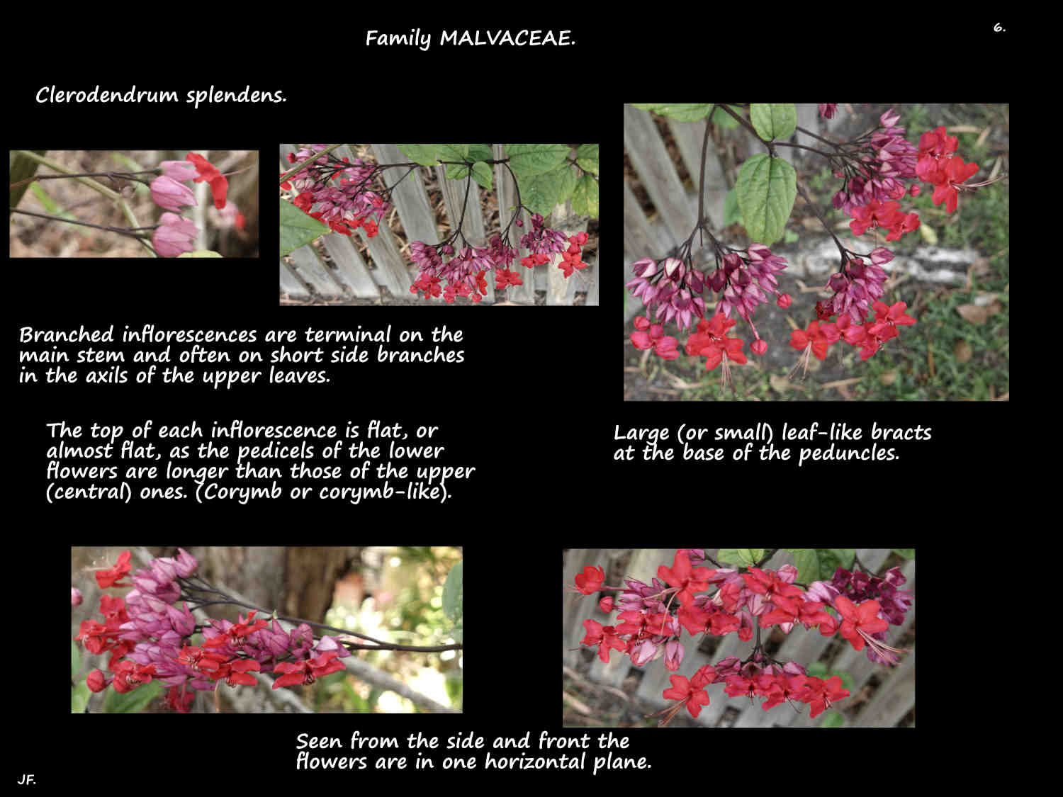 6 Glory Bower vine inflorescences
