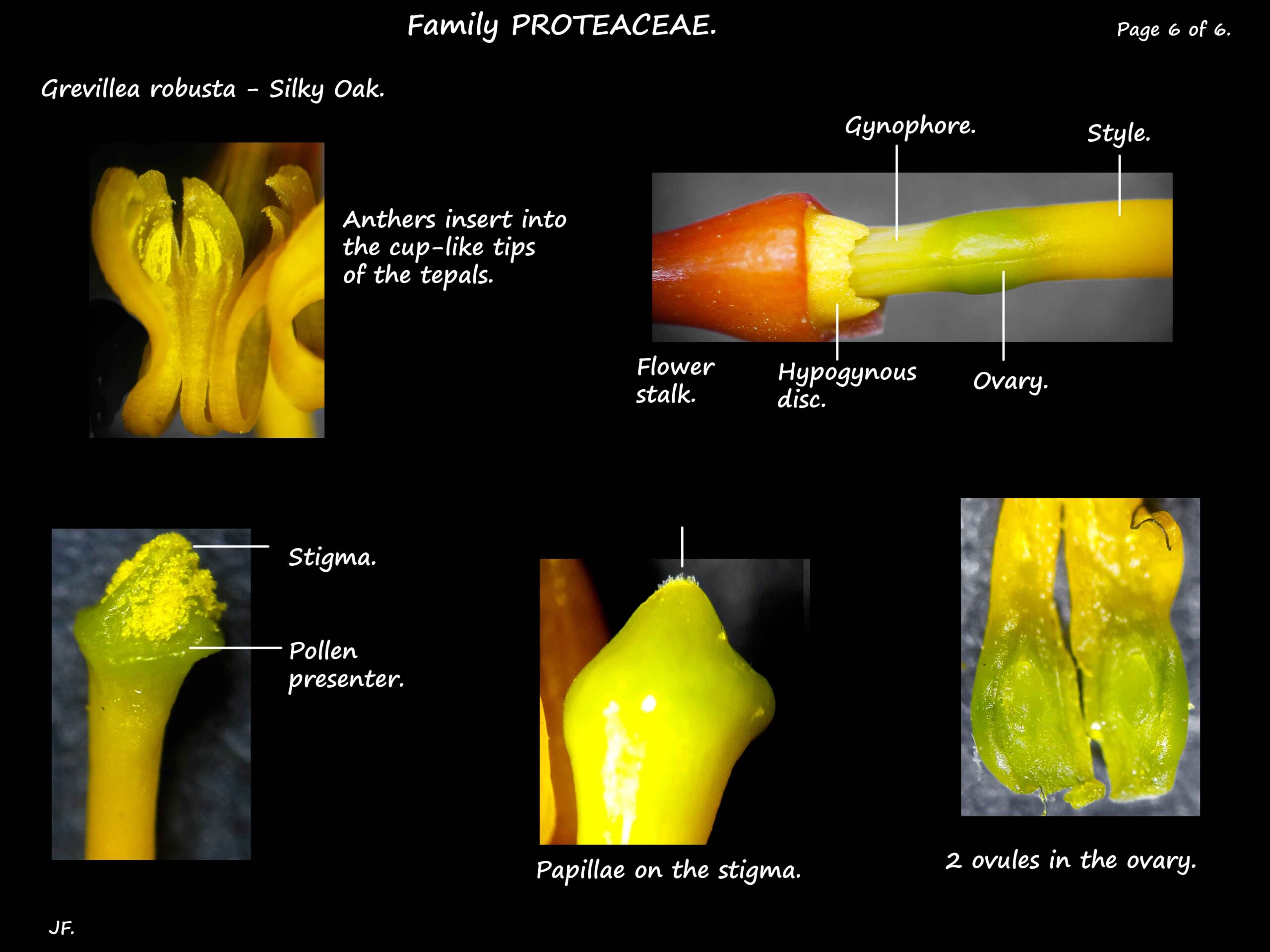 6 Grevillea robusta stamens, nectary & ovary