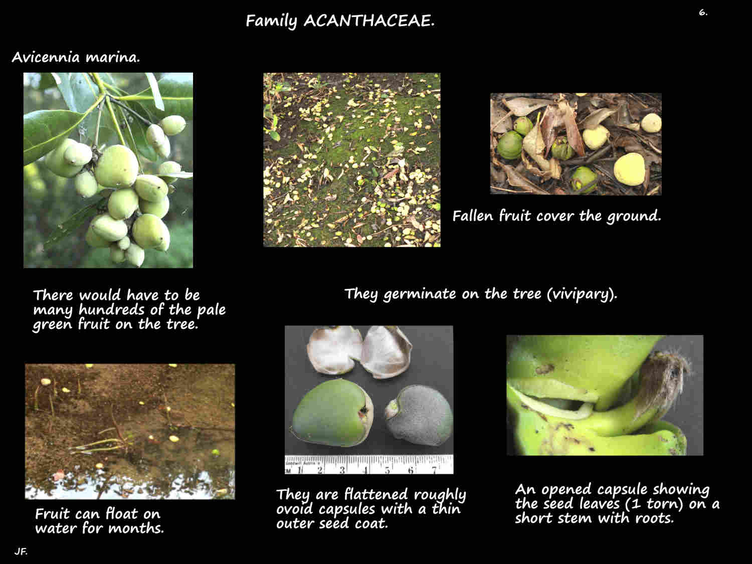 6 Grey mangrove fruit capsules