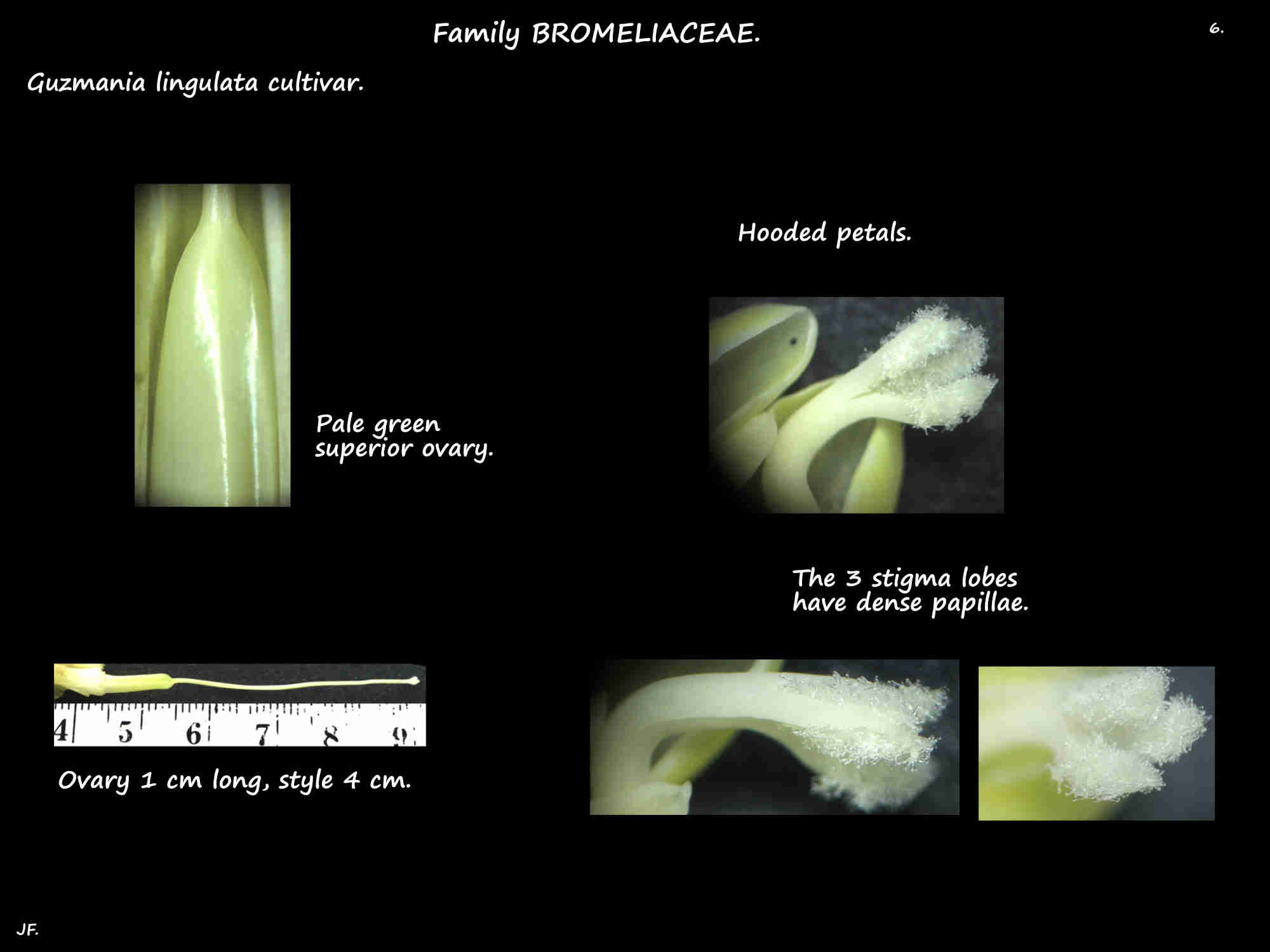 6 Guzmania lingulata ovary & stigmas