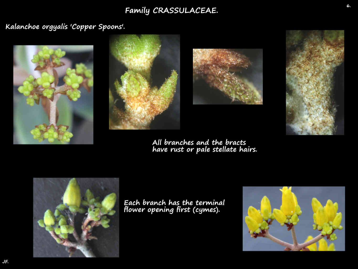 6 Hairs on Kalanchoe orgyalis inflorescences