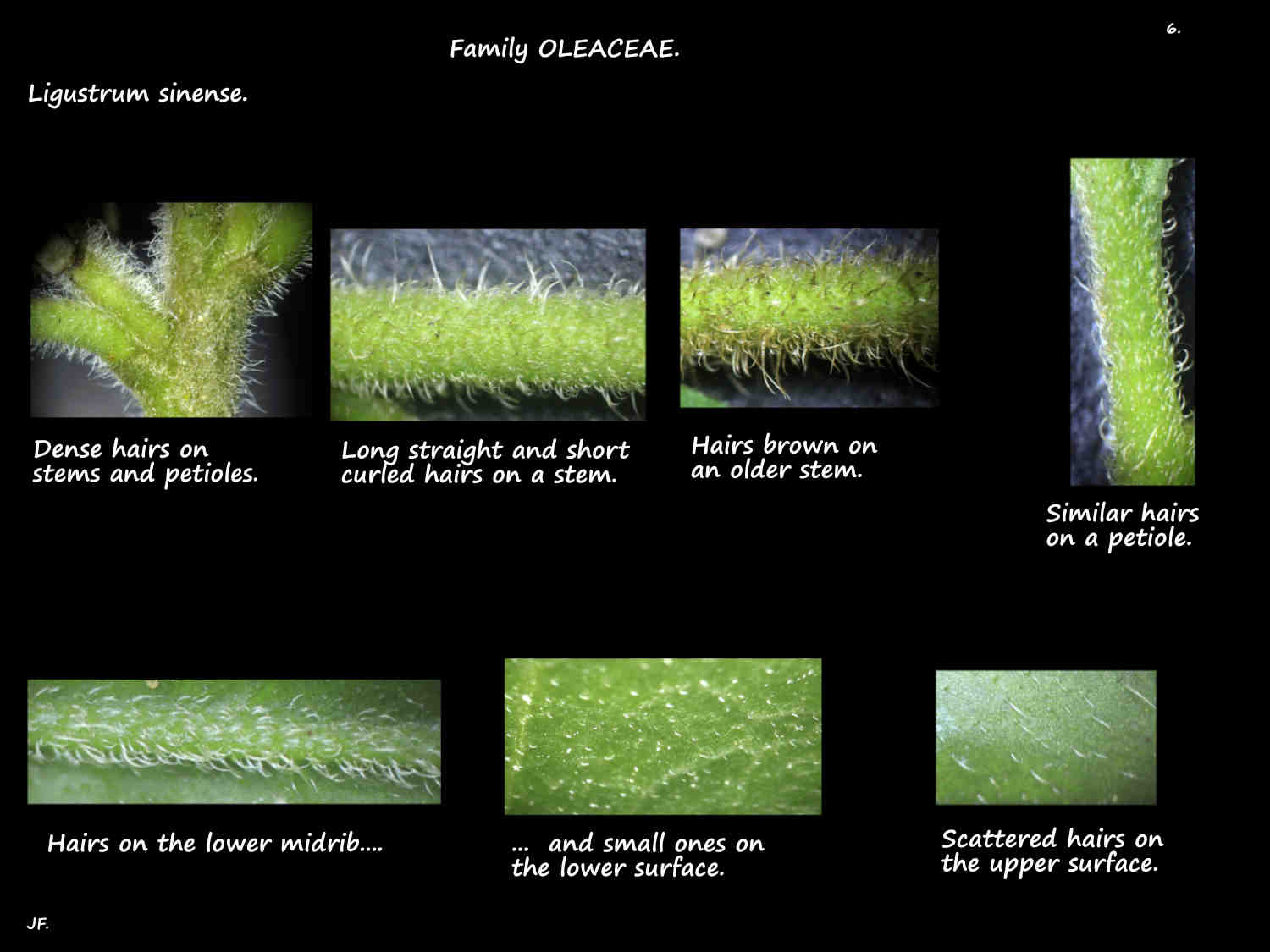 6 Hairs on Ligustrum sinense stems & leaves