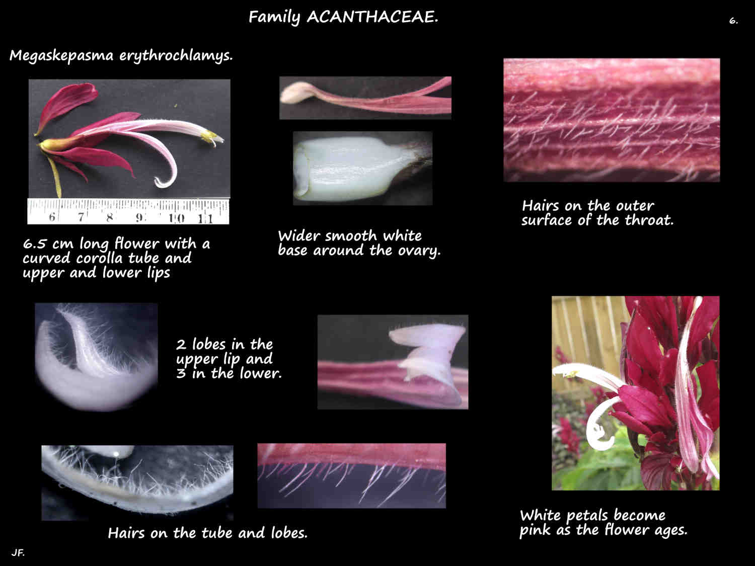 6 Hairs on Megaskepasma petals