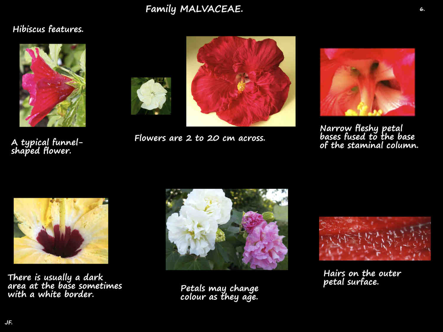 6 Hibiscus petals