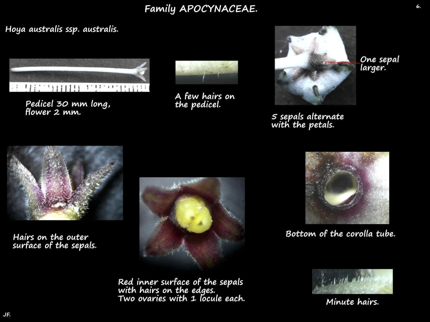 6 Hoya australis sepals & petals