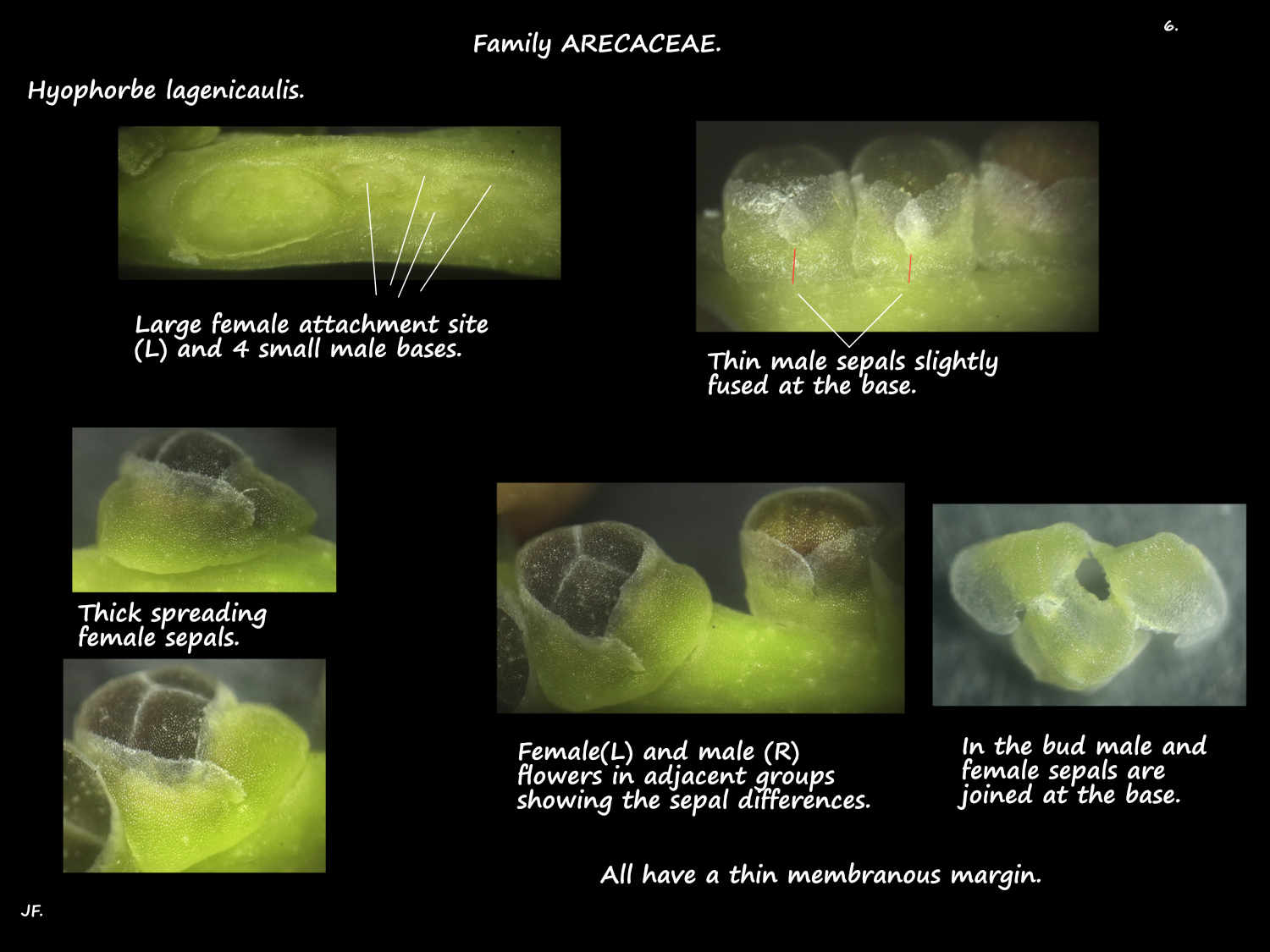 6 Hyophorbe lagenicaulis sepals in the bud