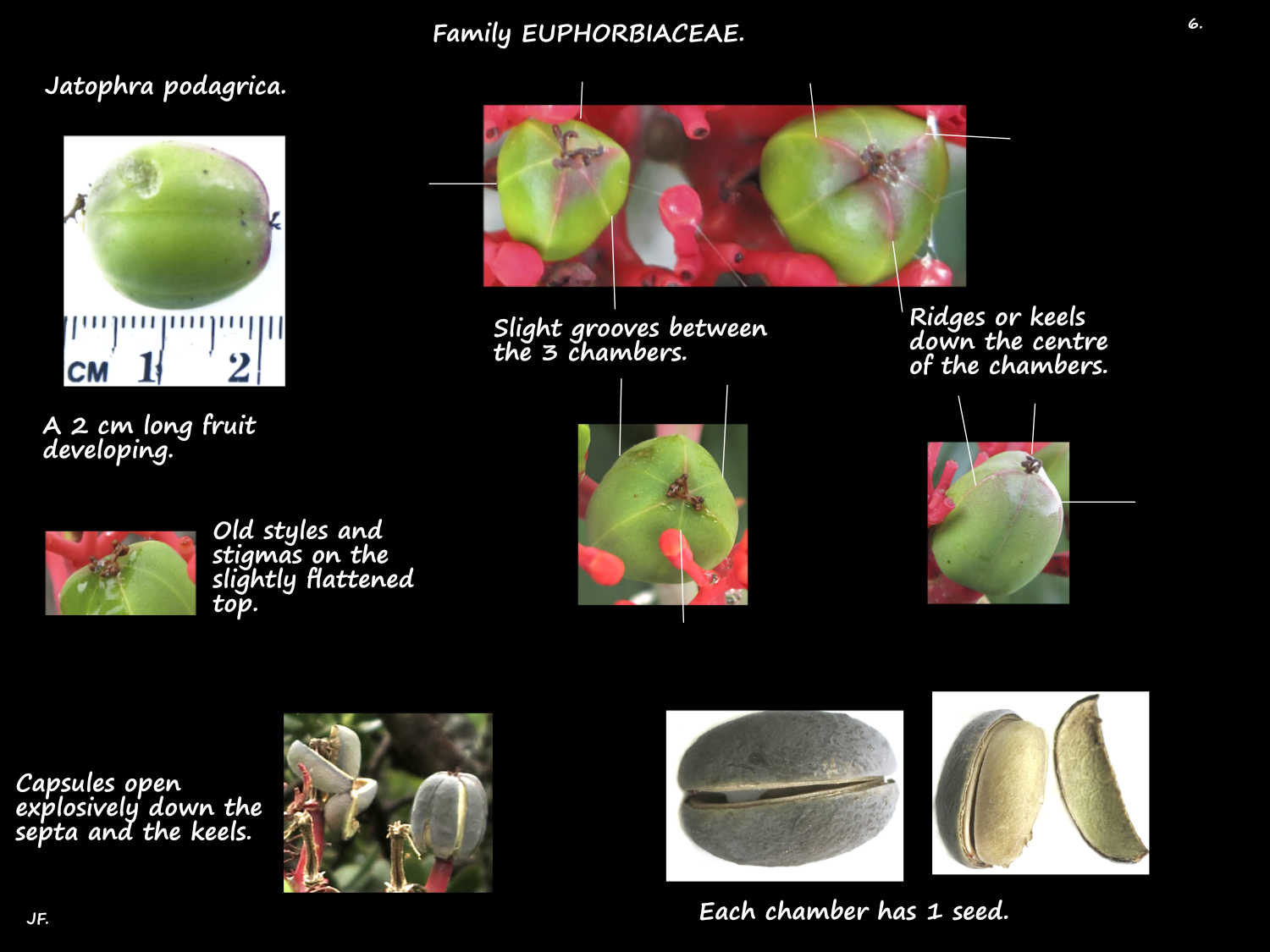 6 Jatophra podagrica capsules