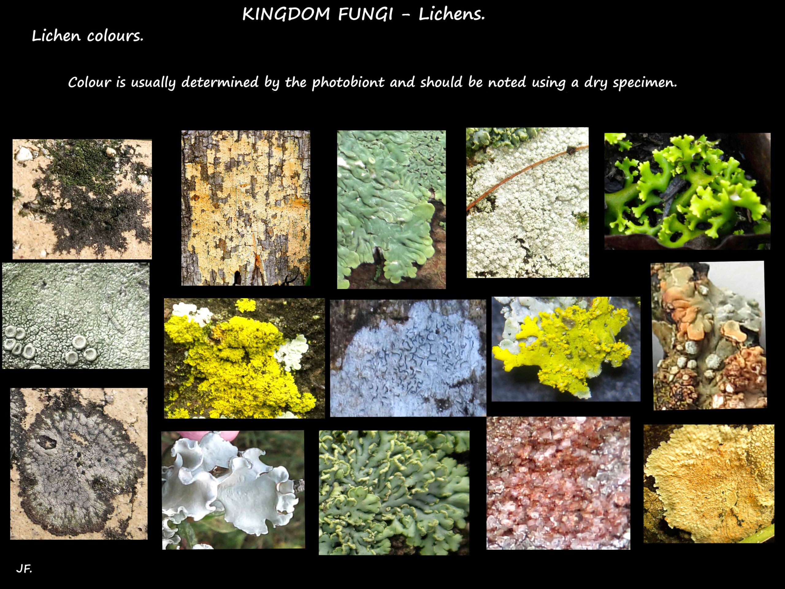 6 Lichens come in many colours