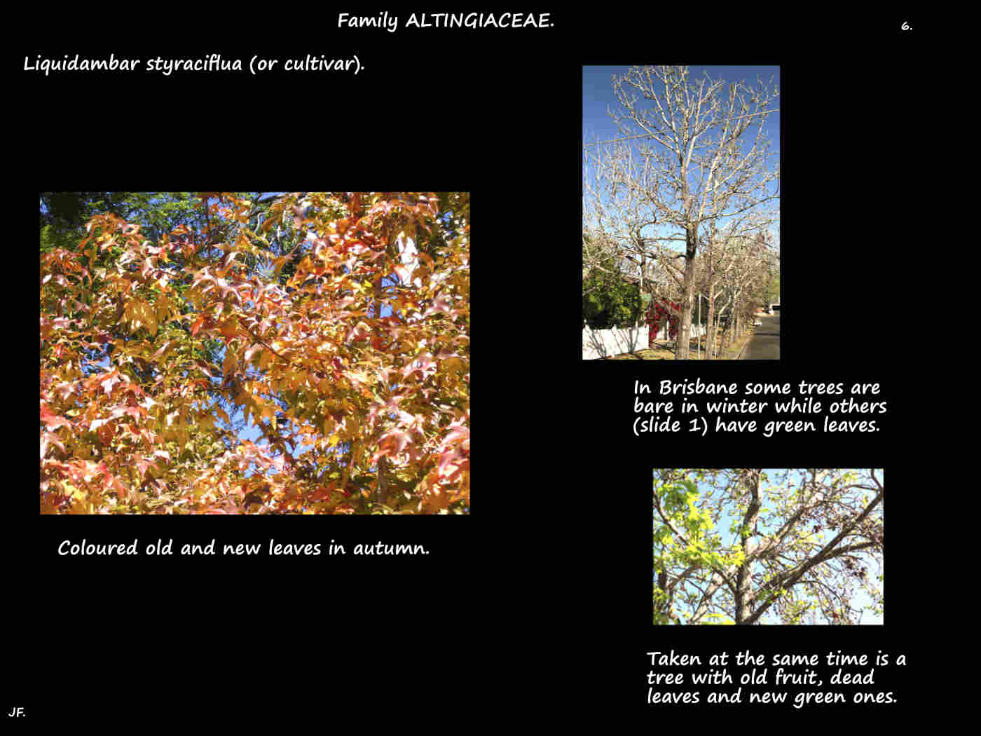 6 Liquidambar styraciflua autumn leaves