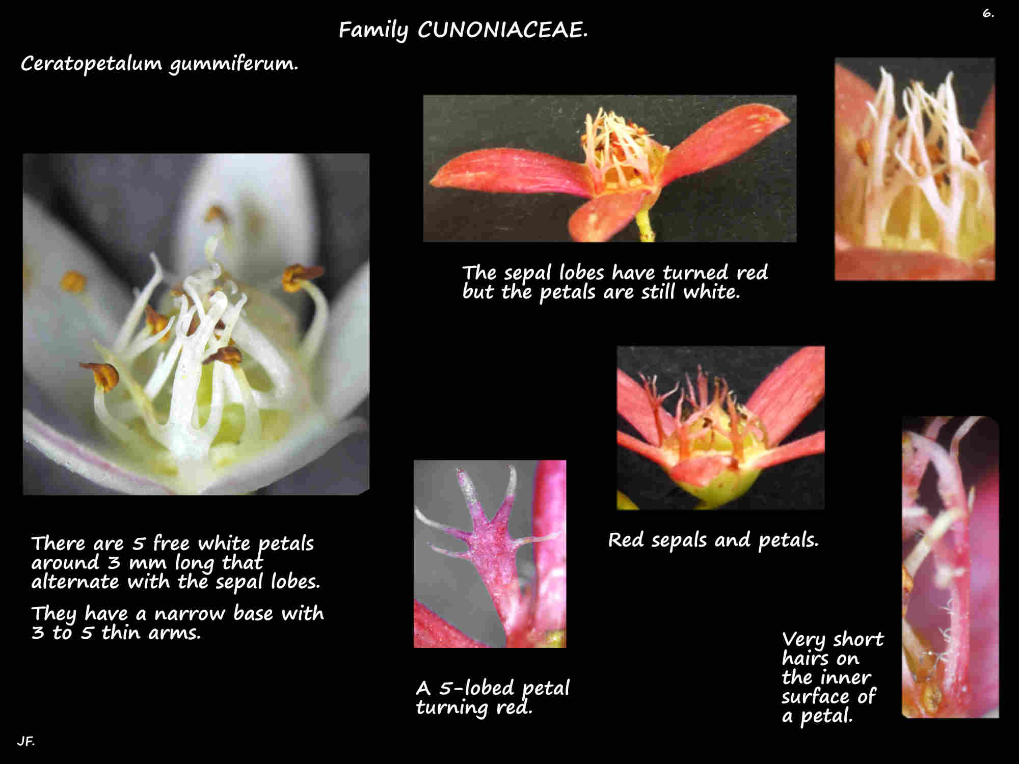 6 Lobed petals of Ceratopetalum gummiferum