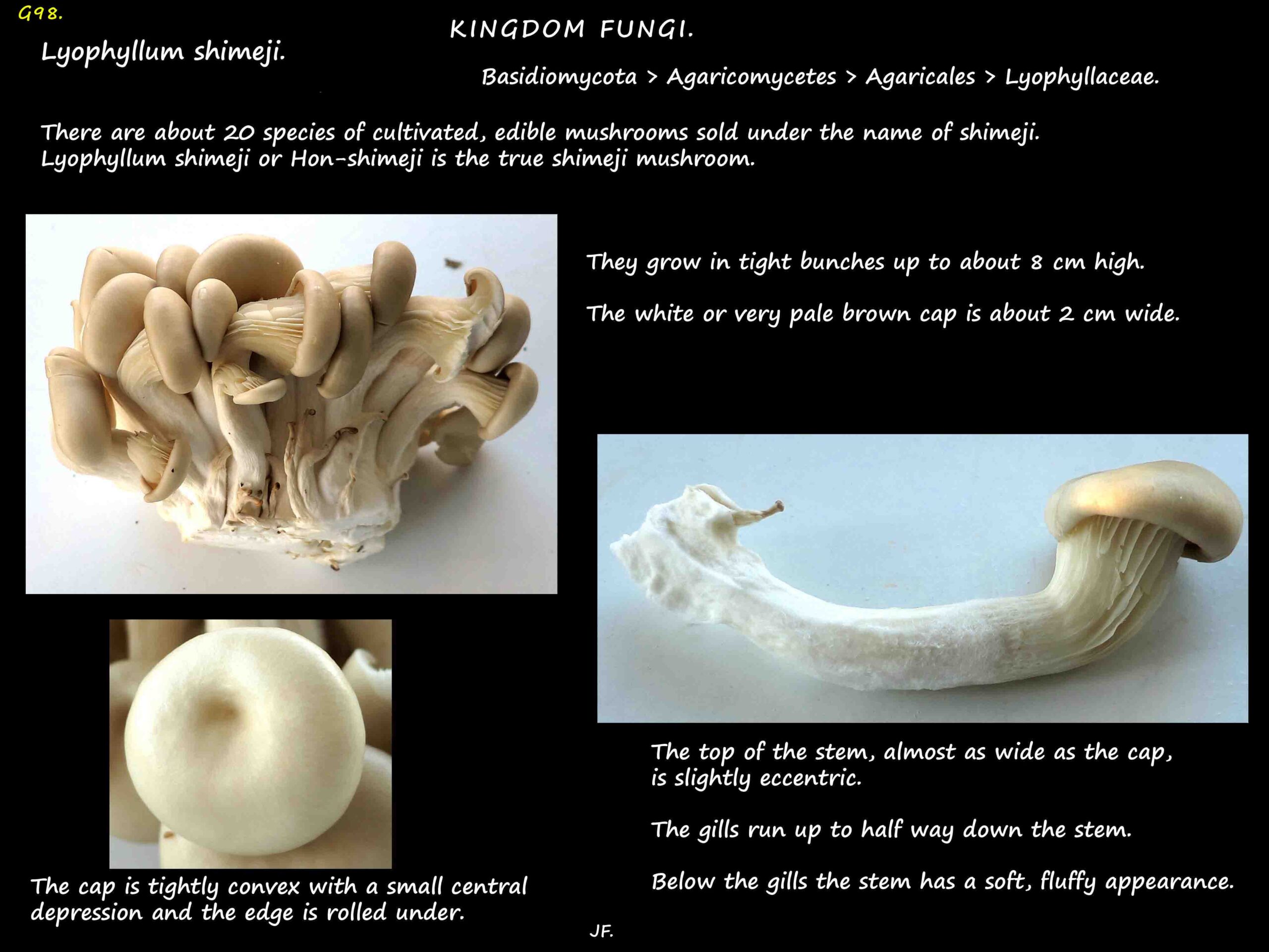6 Lyophyllum - the Shimeji mushroom