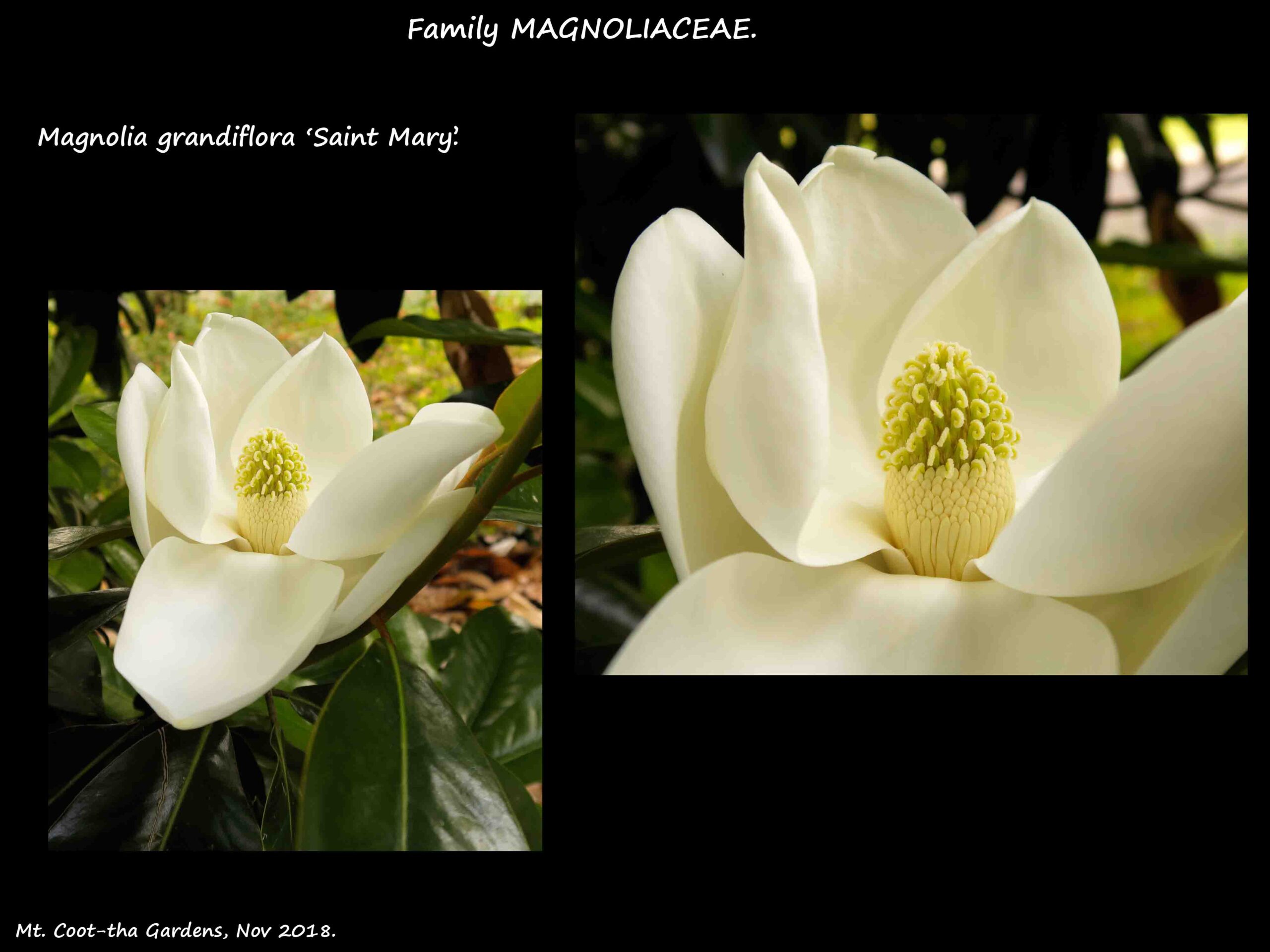 6 Magnolia grandiflora 'St. Mary'
