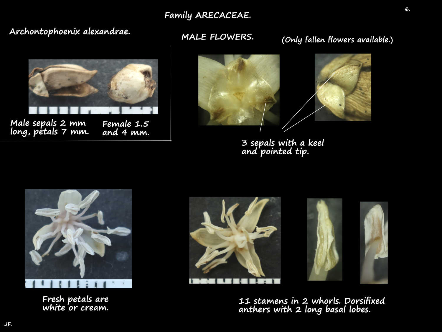 6 Male Archontophoenix alexandrae flowers