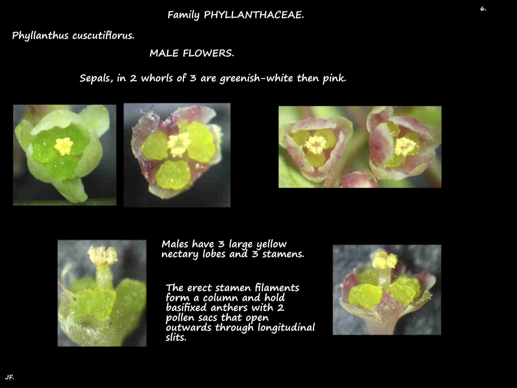 6 Male Phyllanthus cuscutiflorus flowers