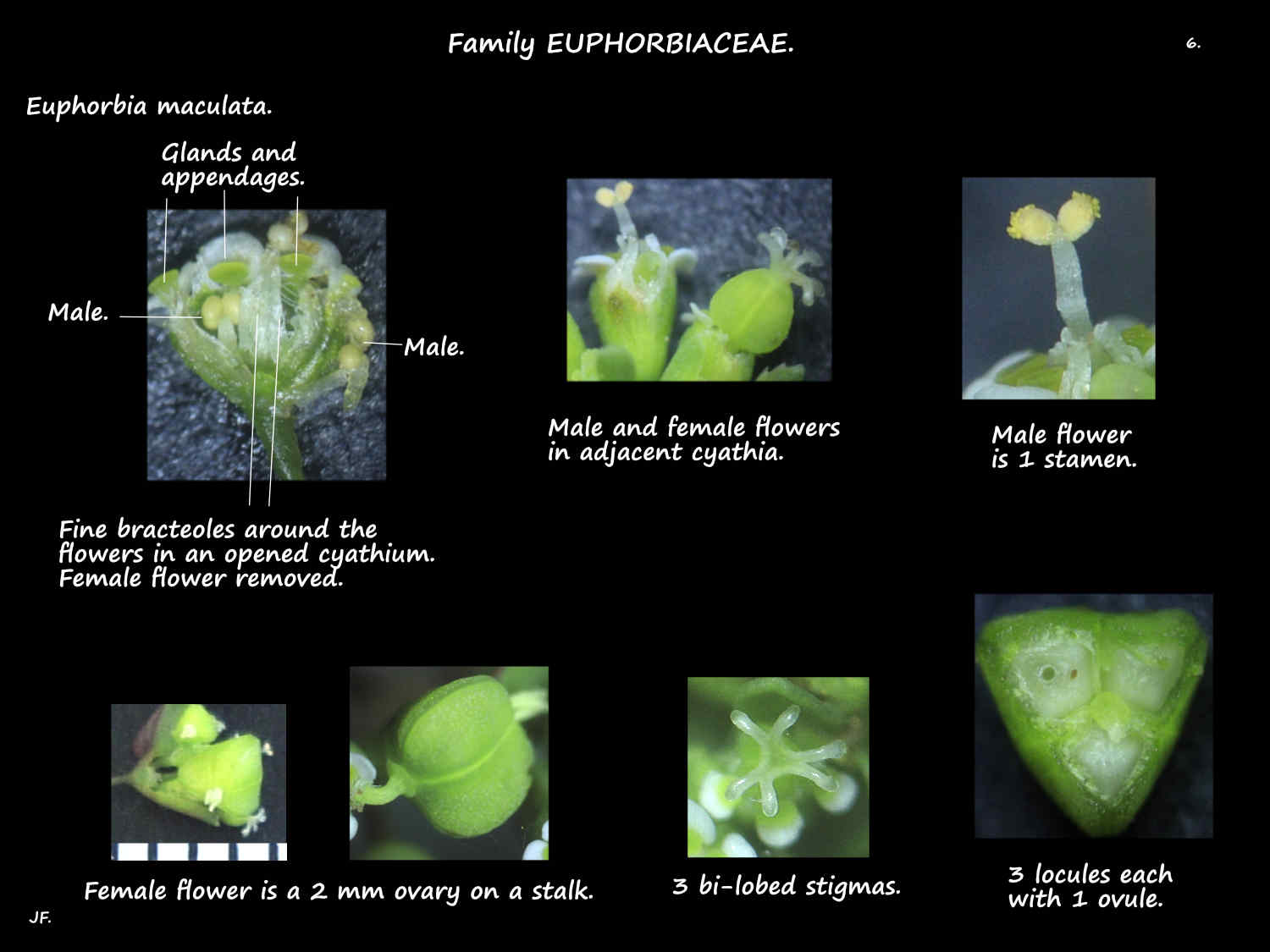 6 Male & female Euphorbia maculata flowers