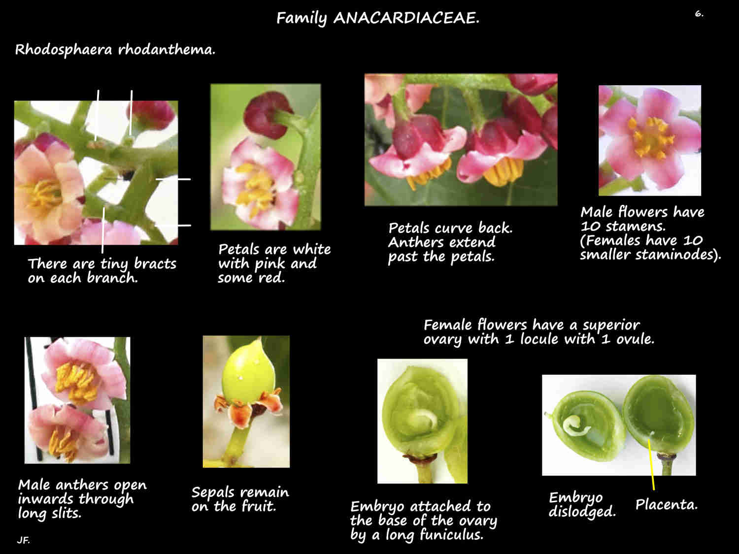 6 Male & female Rhodosphaera rhodanthema flowers