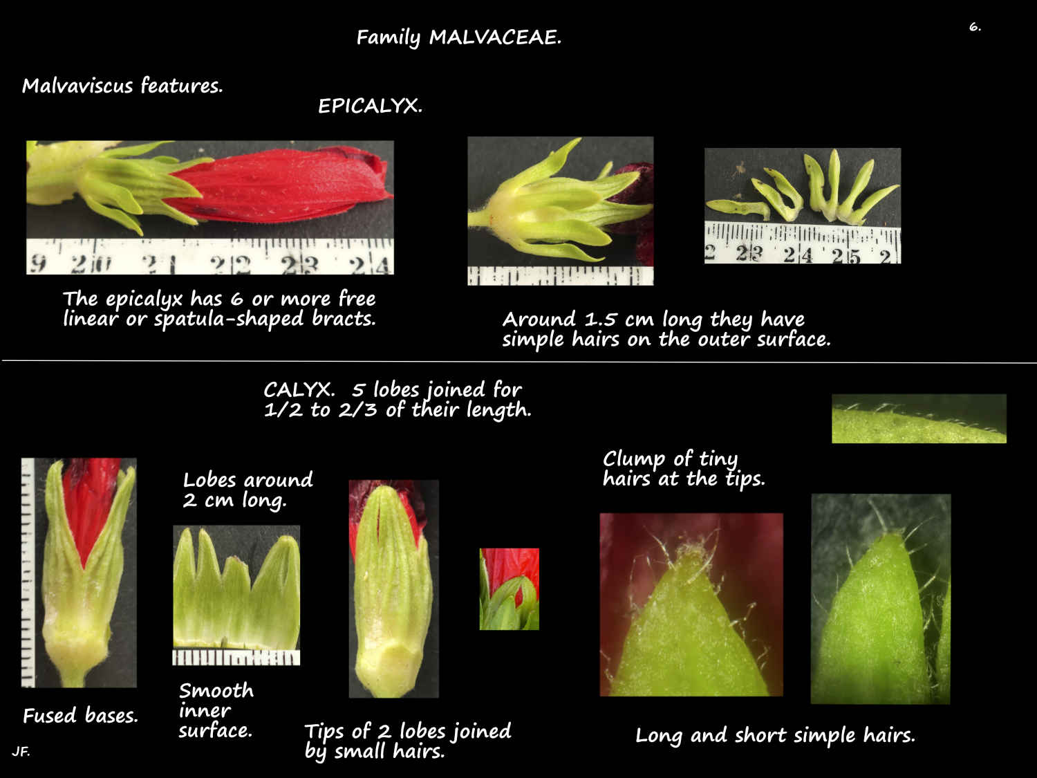 6 Malvaviscus epicalyx & calyx