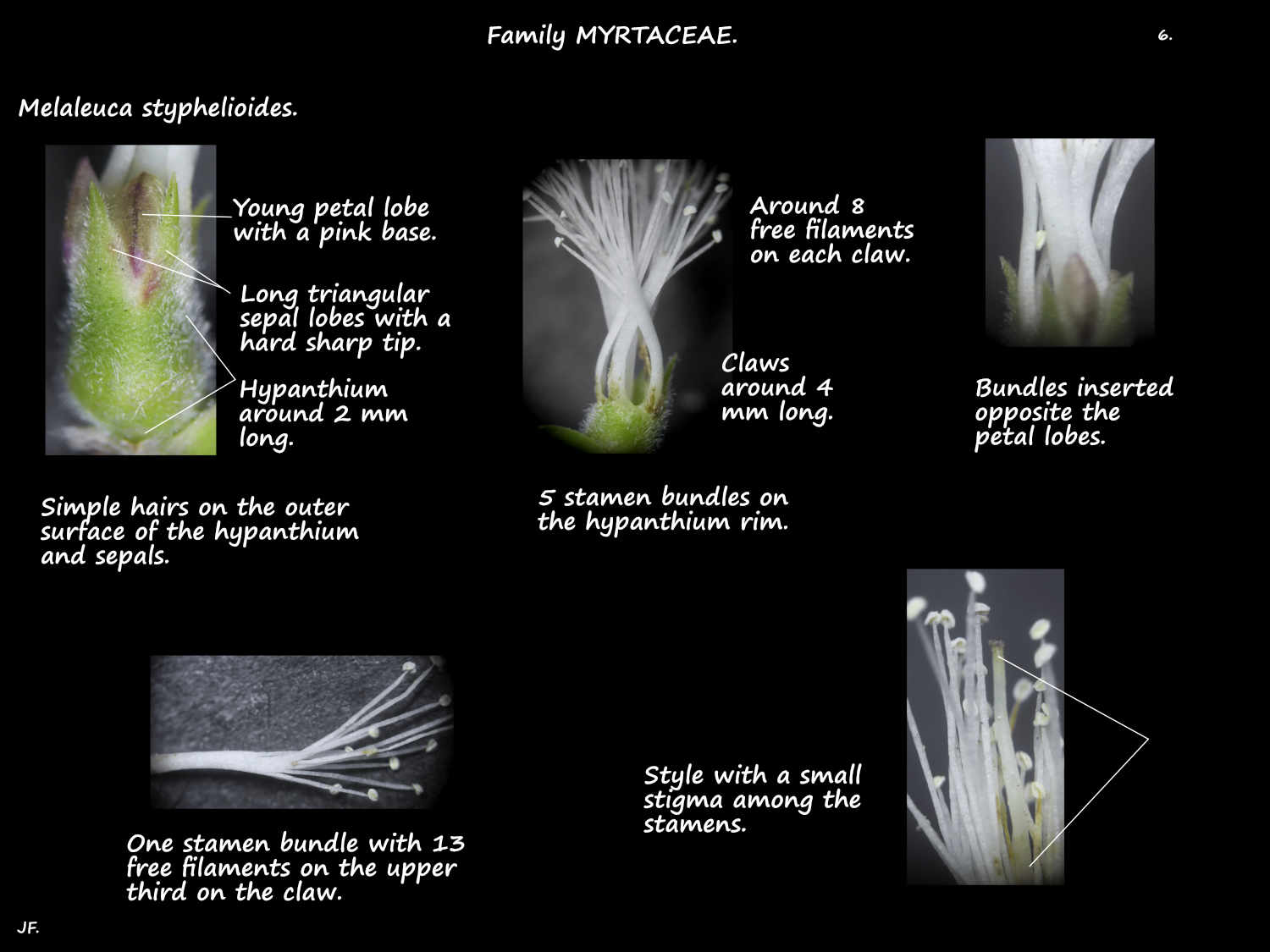 6 Melaleuca styphelioides stamens