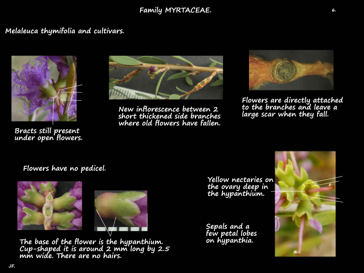 6 Melaleuca thymifolia nectaries
