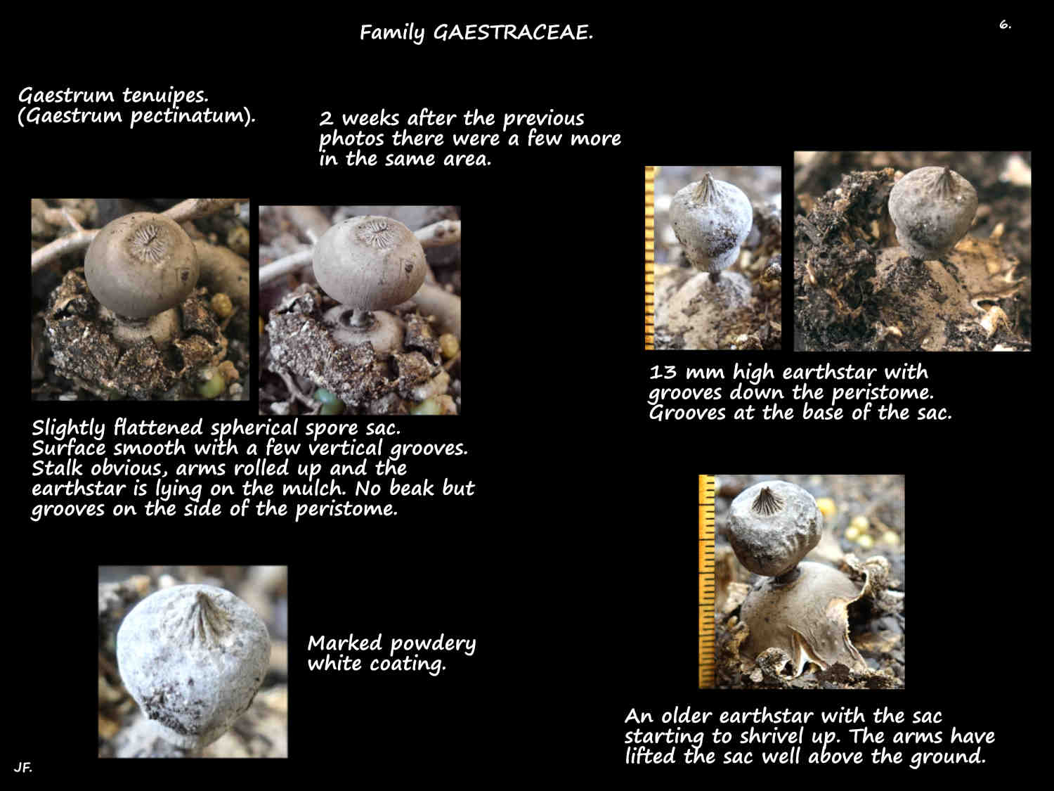 6 More Gaestrum tenuipes earthstars