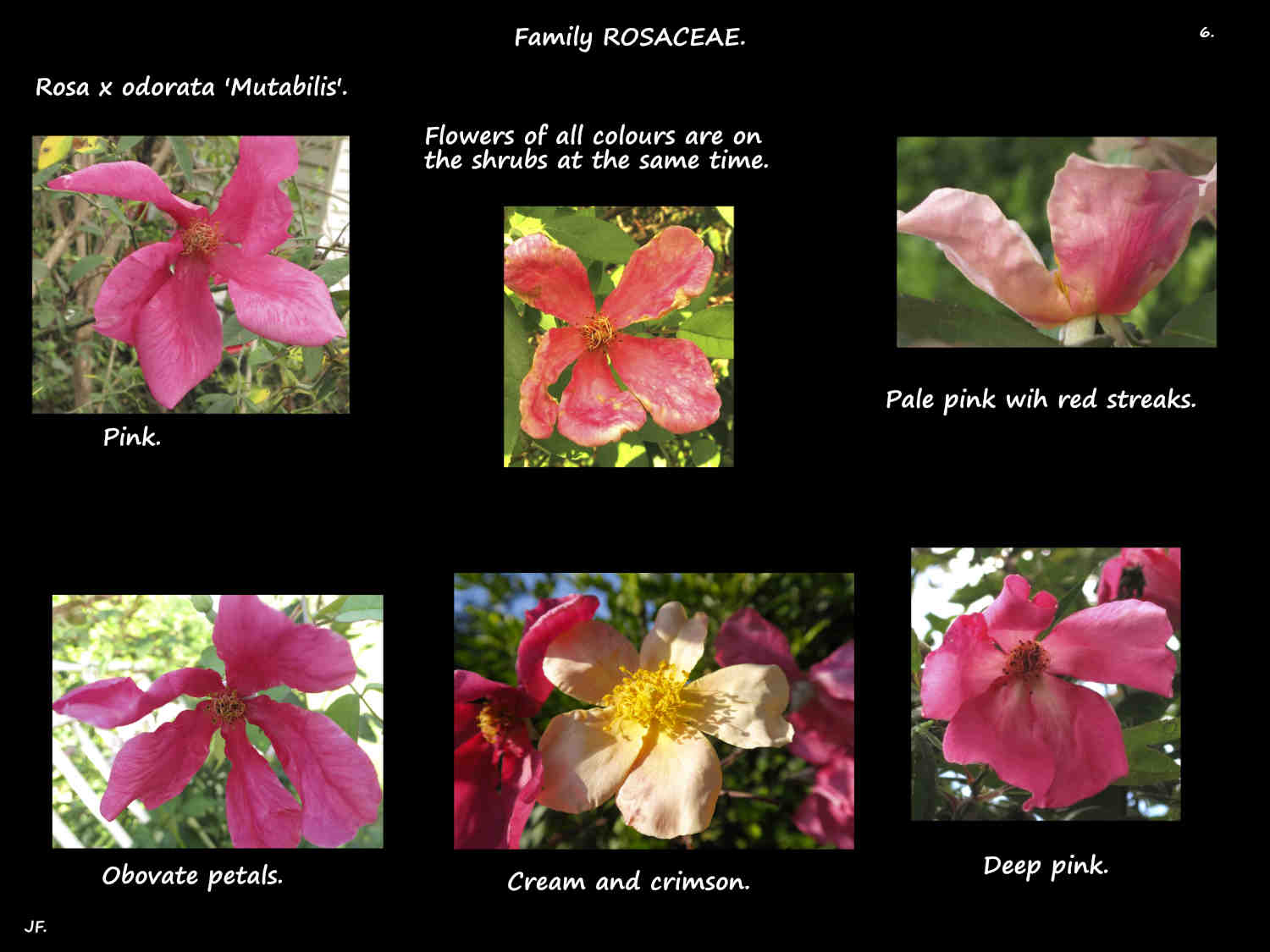 6 More Rosa 'Mutabilis' flower colours