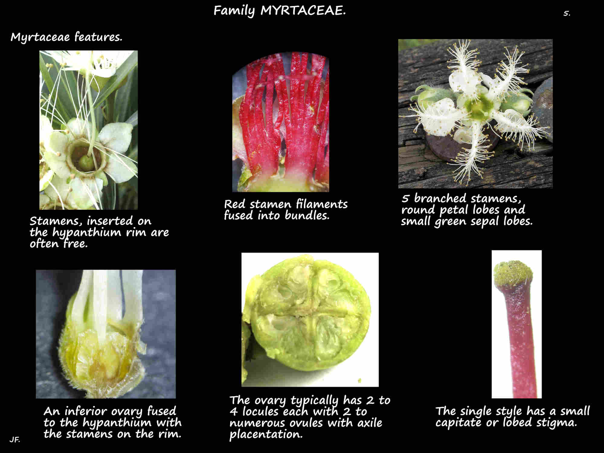 6 Myrtaceae stamens & ovary