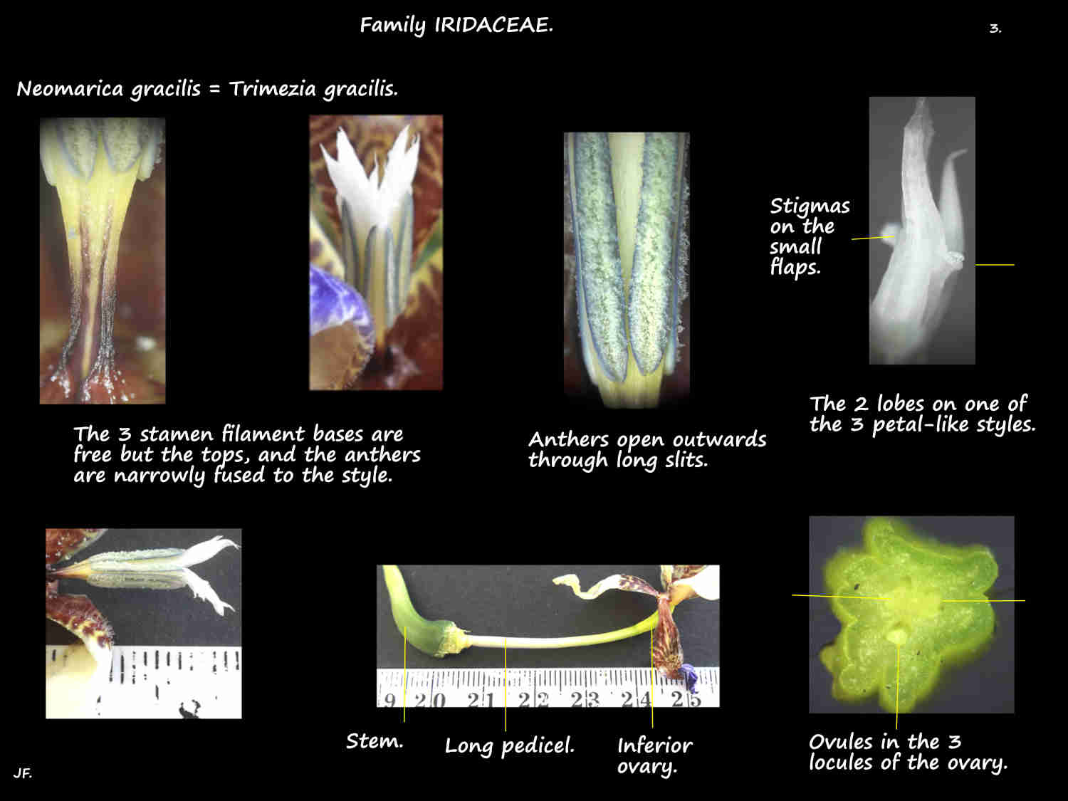 6 Neomarica gracilis stamens, stigmas & ovary